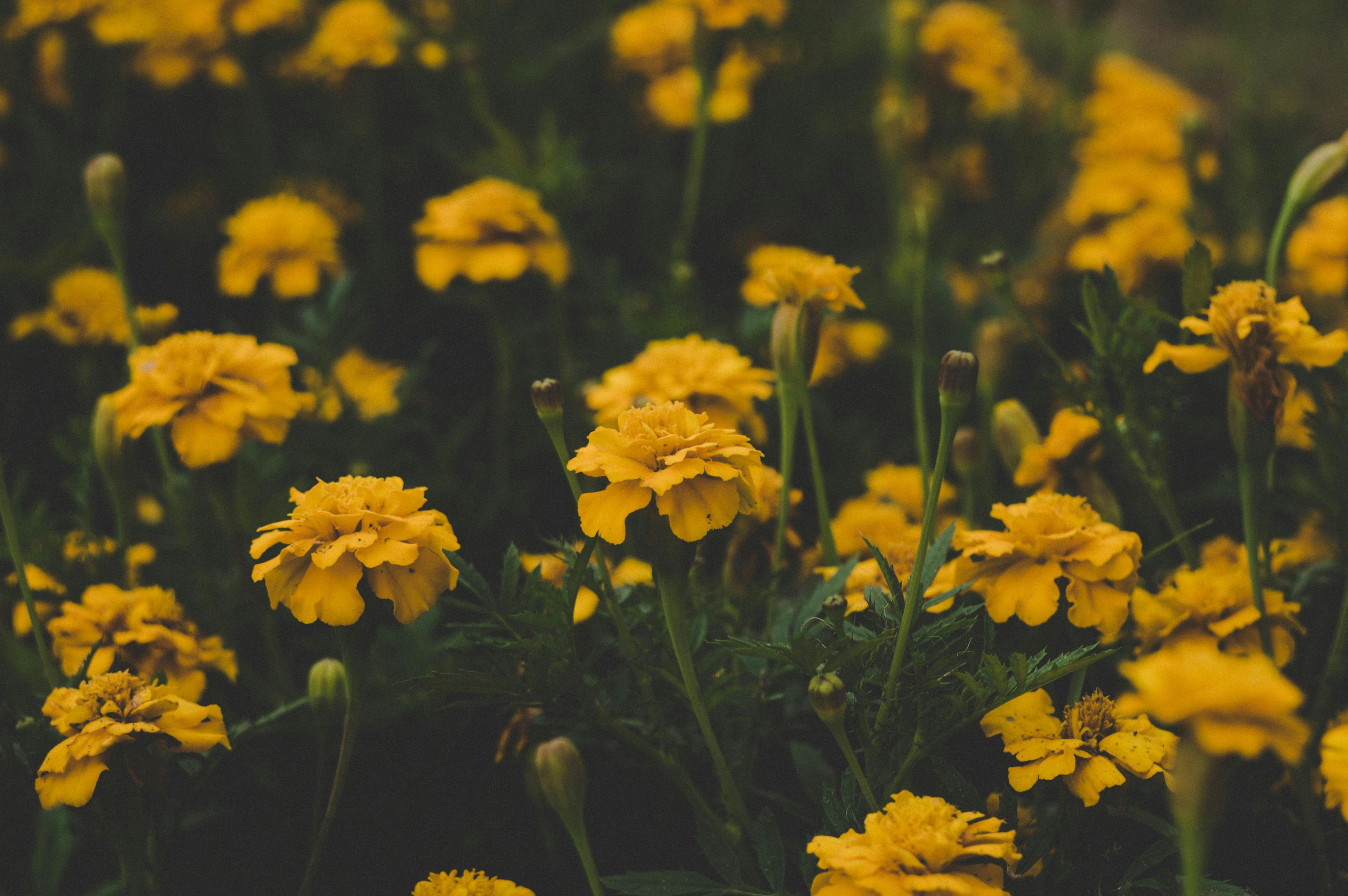 Shallow Focus Photography of Yellow Flowers