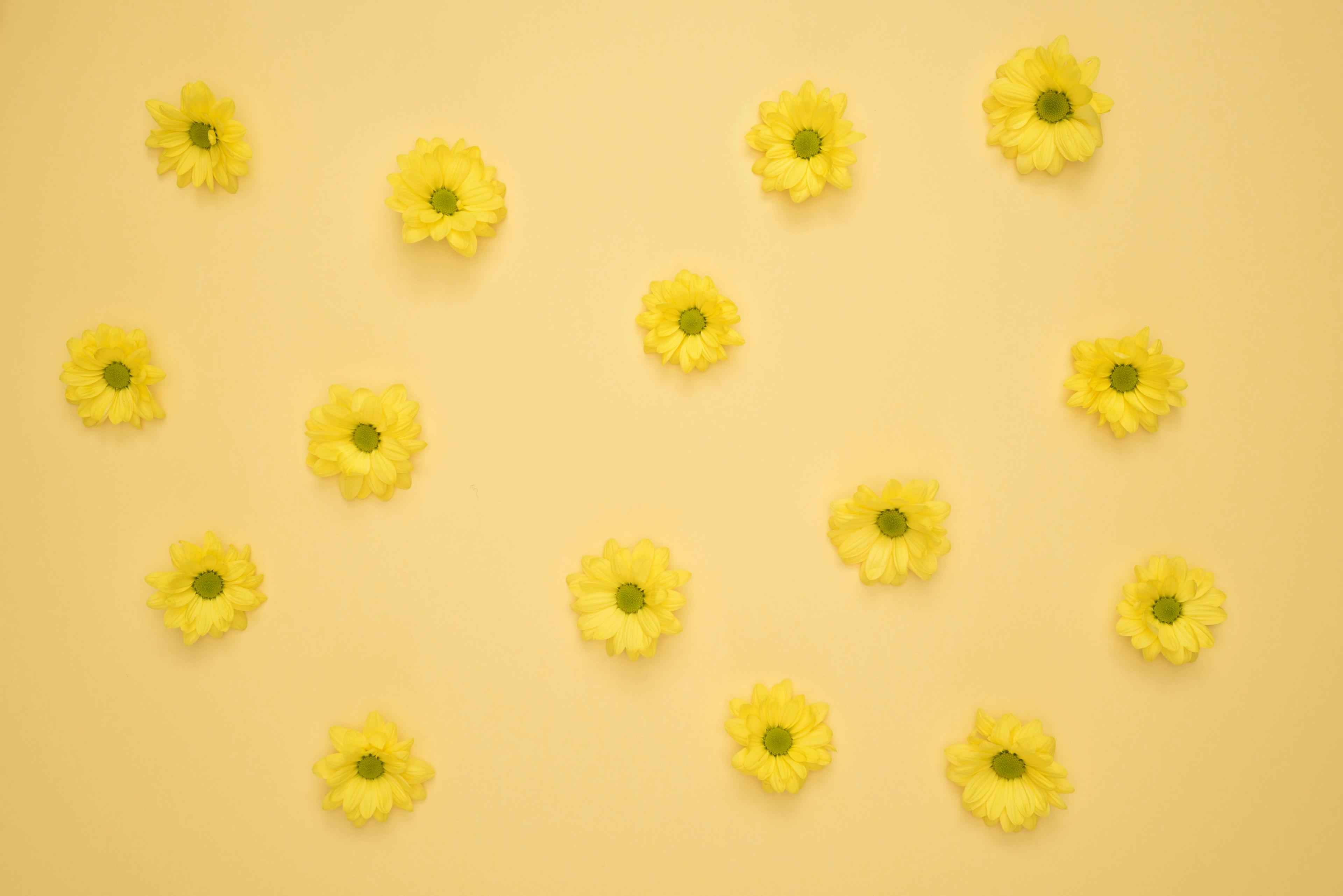 Yellow Daisies Laid on Yellow Surface