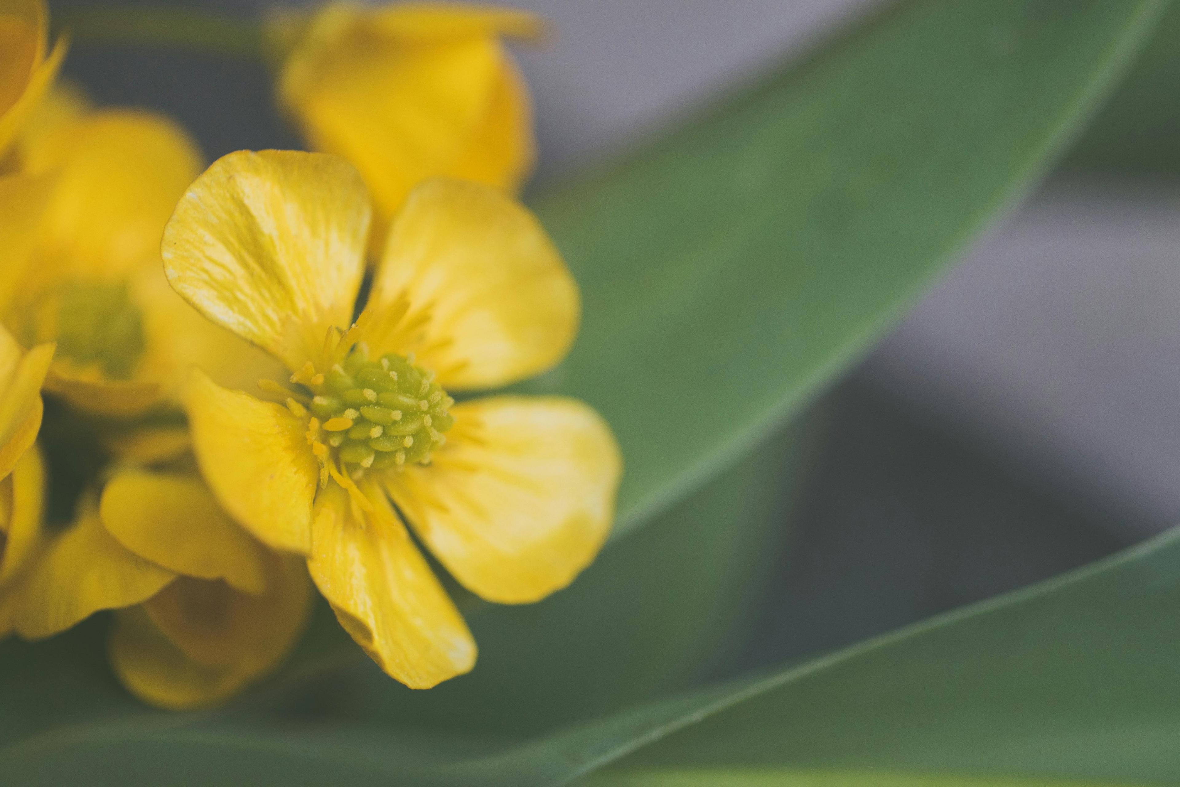 Selective Focus Photo of Yellow Flower