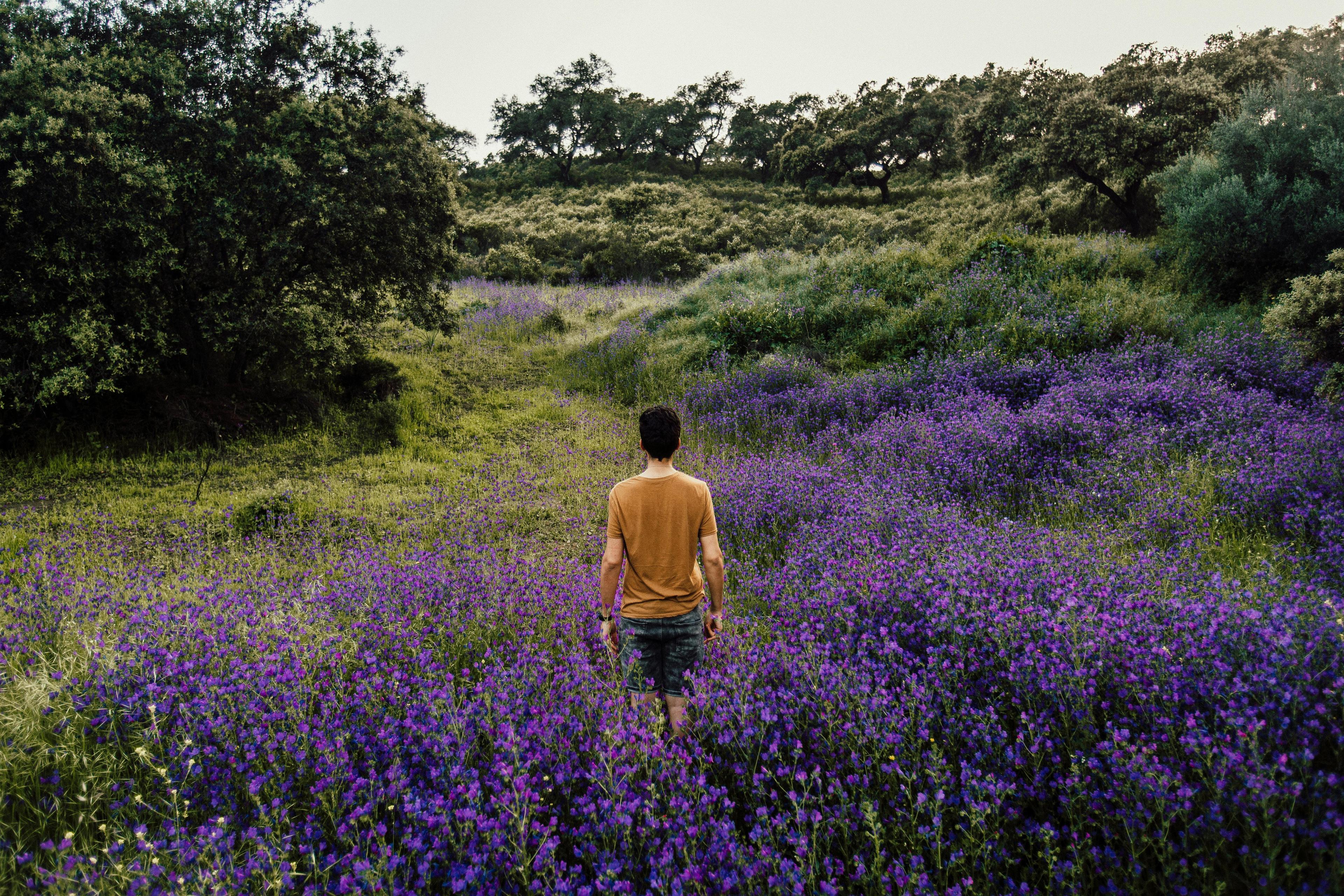 Person Standing on Bed of Lavender Flowers