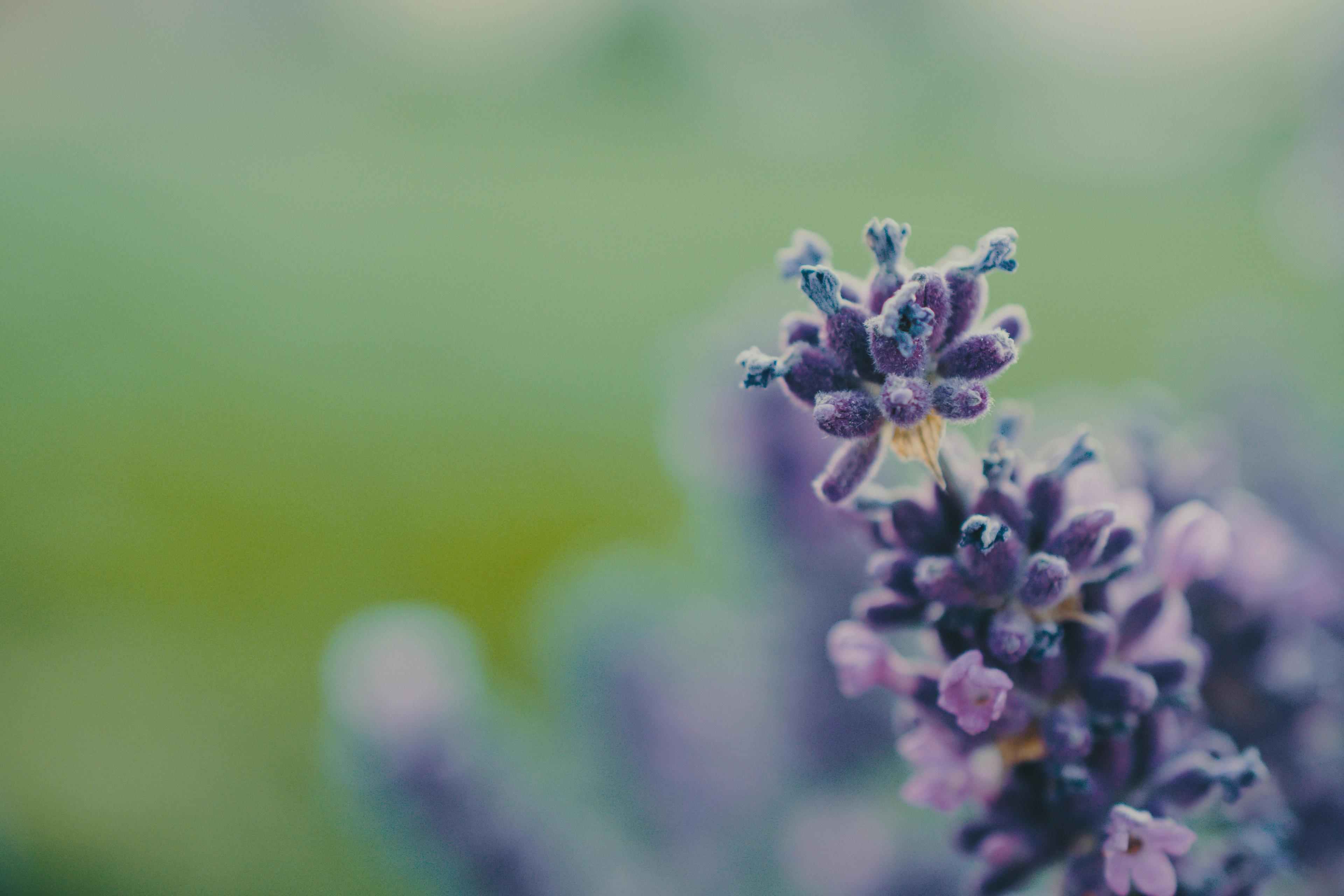 Purple Flowers Photo