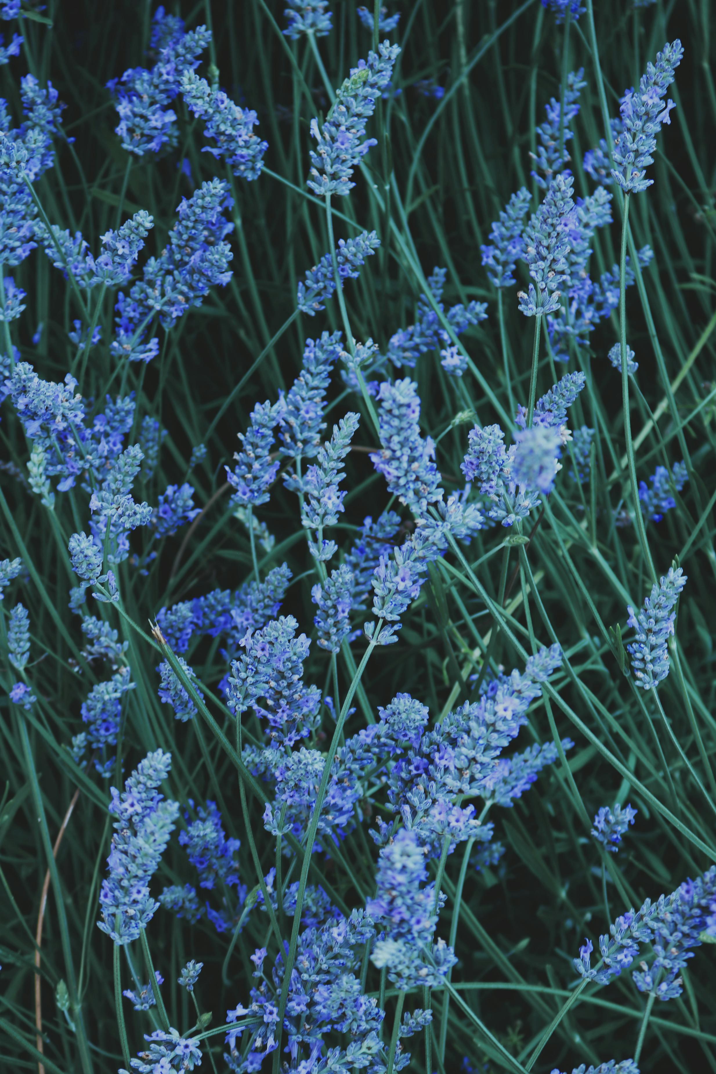 Photography of Bed of Lavenders