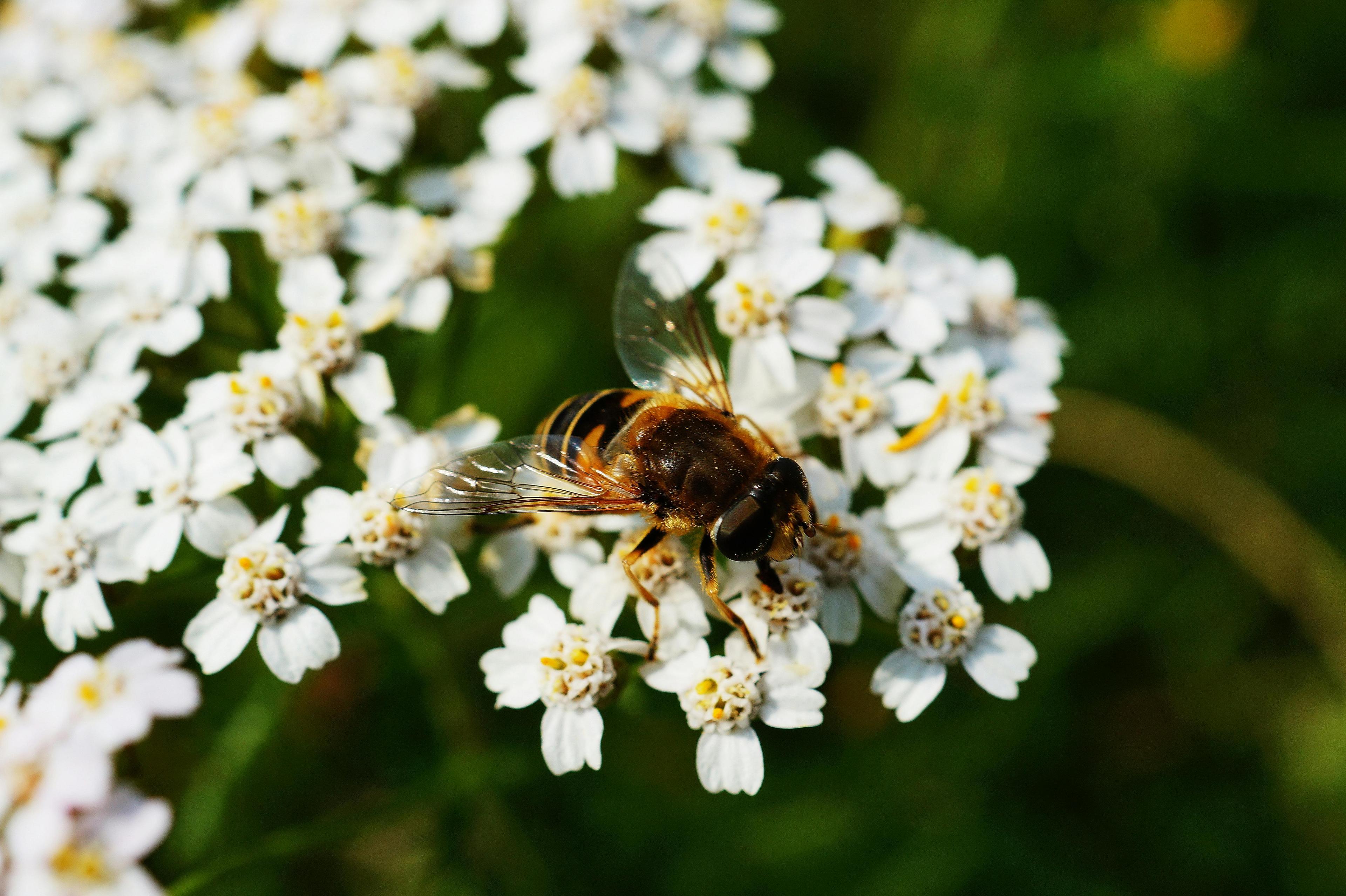 Brown and Black Honey Bee on White Flower Near Green Plants during Daytime