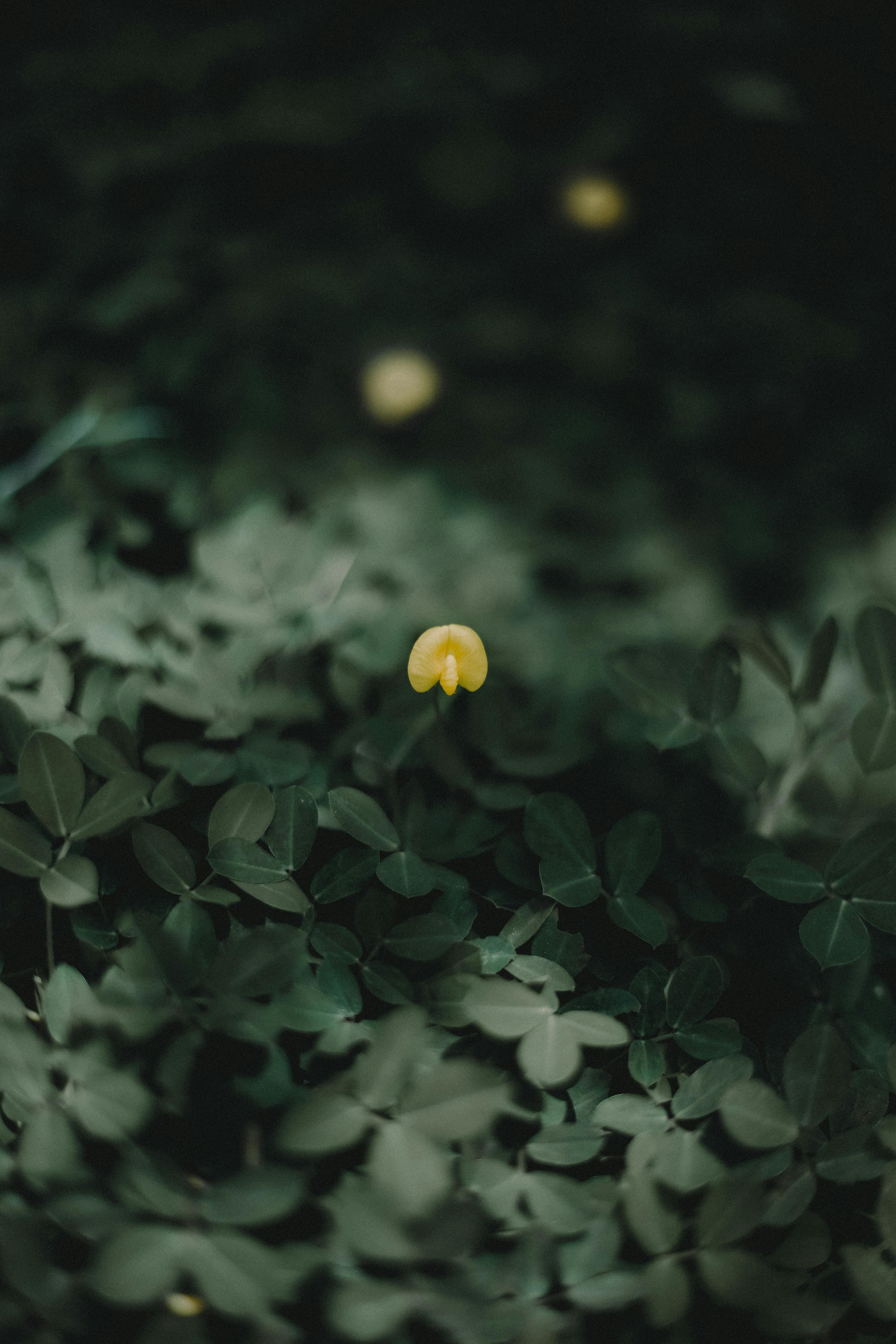 Selective Focus Photography of Yellow Petaled Flower