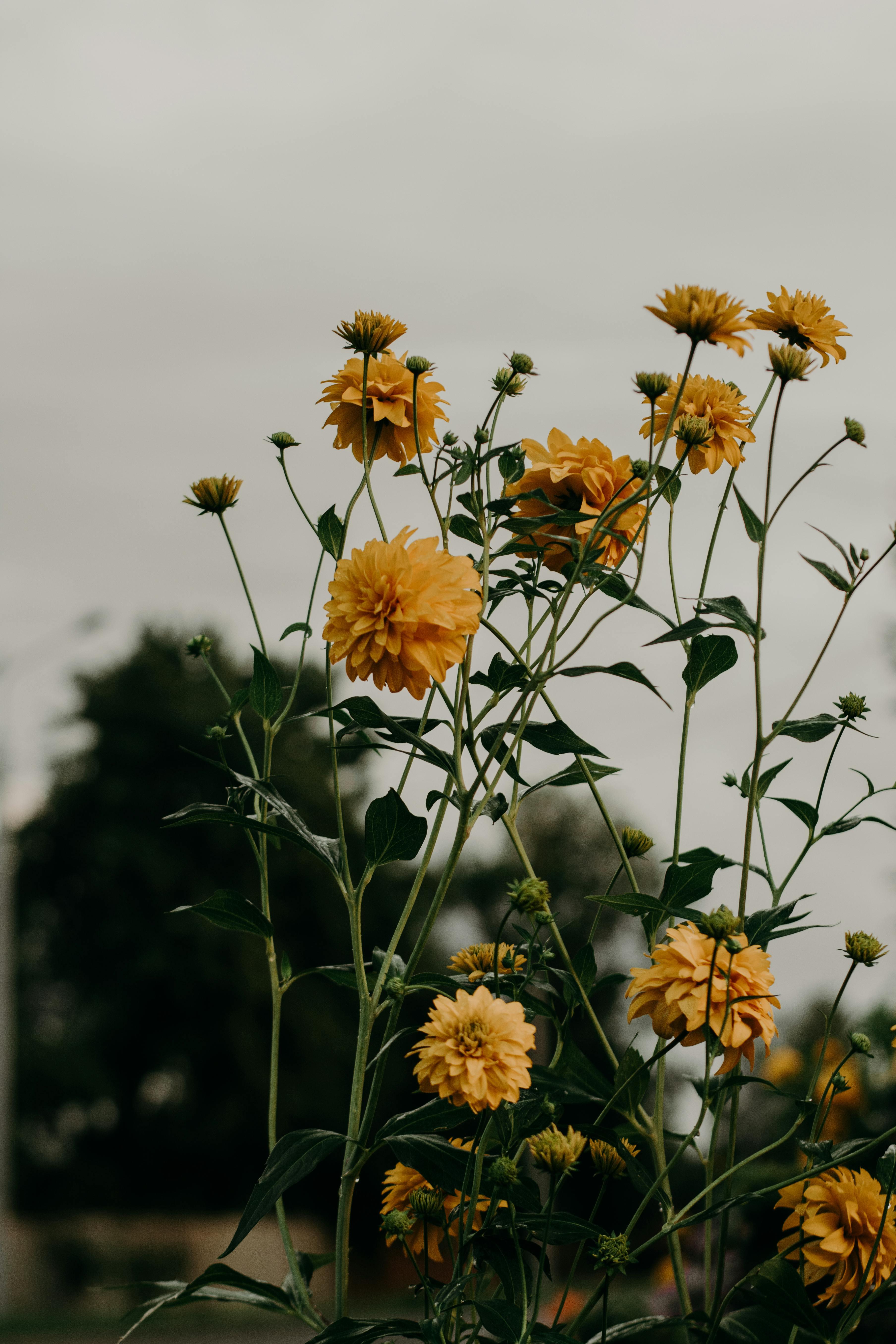 Selective Focus Photo of Yellow Dahlia Flowers