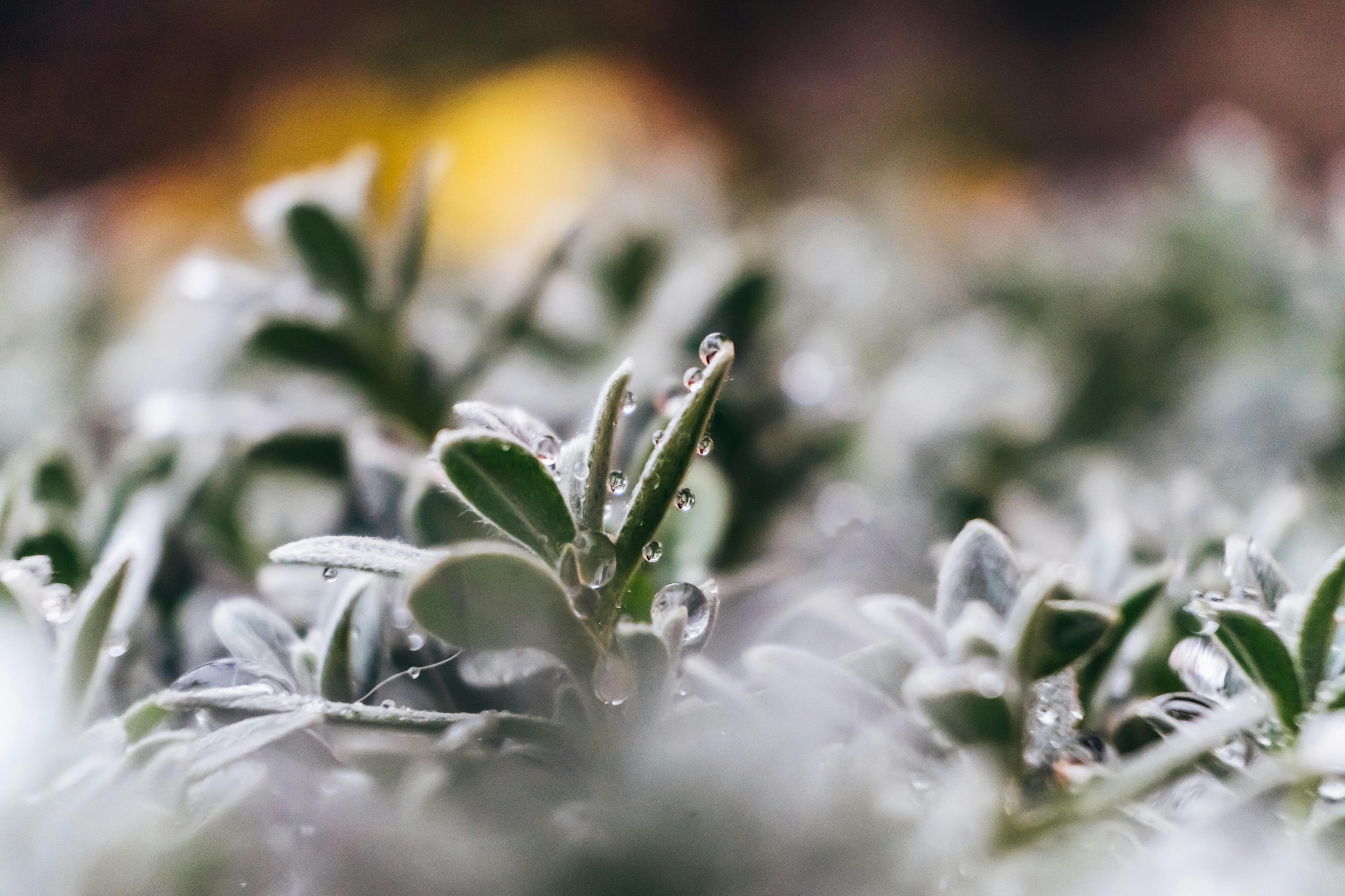 Close-Up Photo of Leaves With Droplets