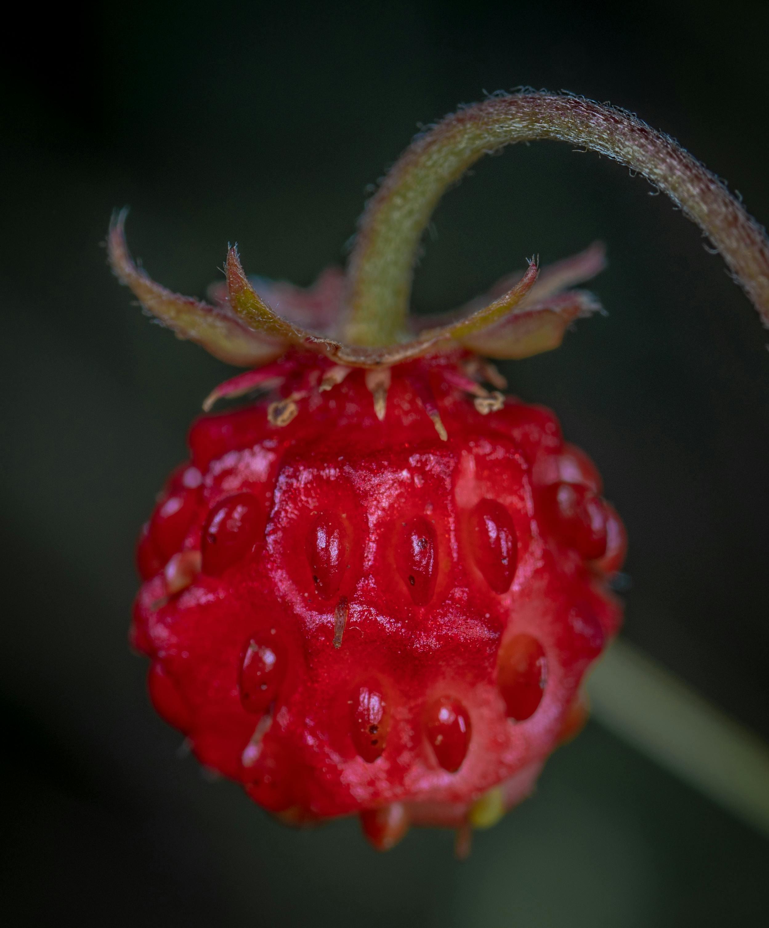 Close-up Photography Of Red Berry Fruit