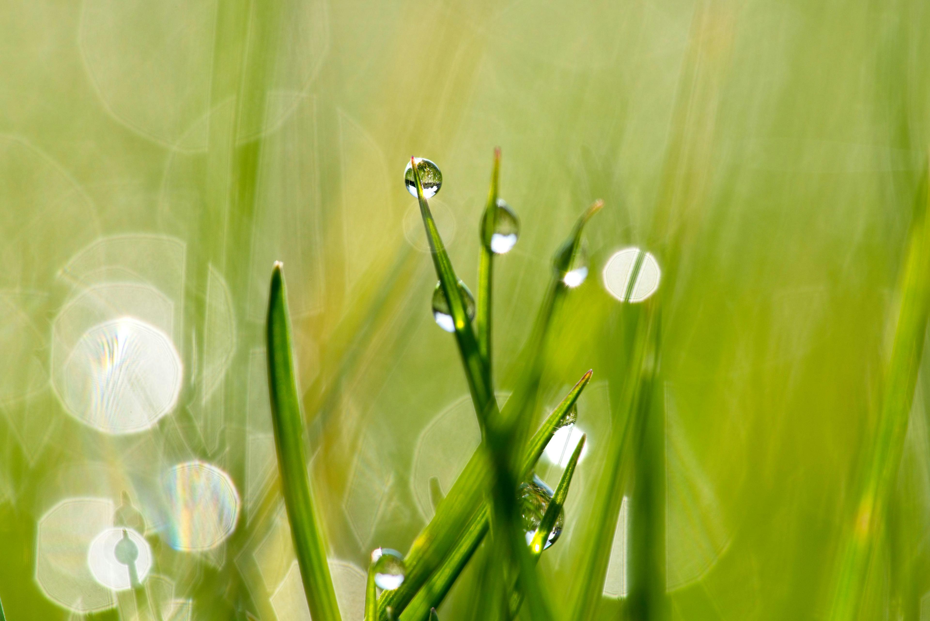 Close-up Photography of Water Drops on Plant