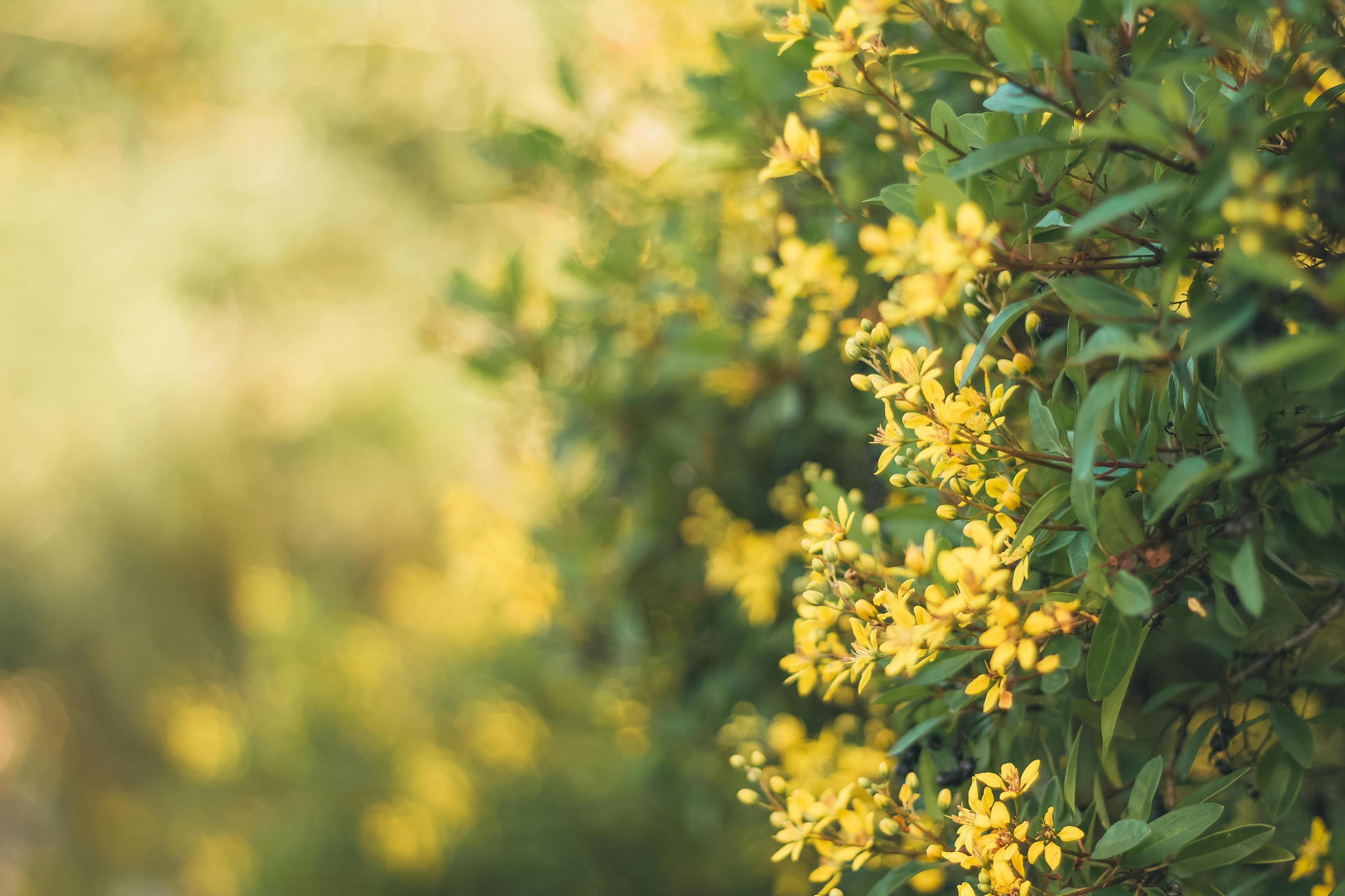 Yellow and Green Plants