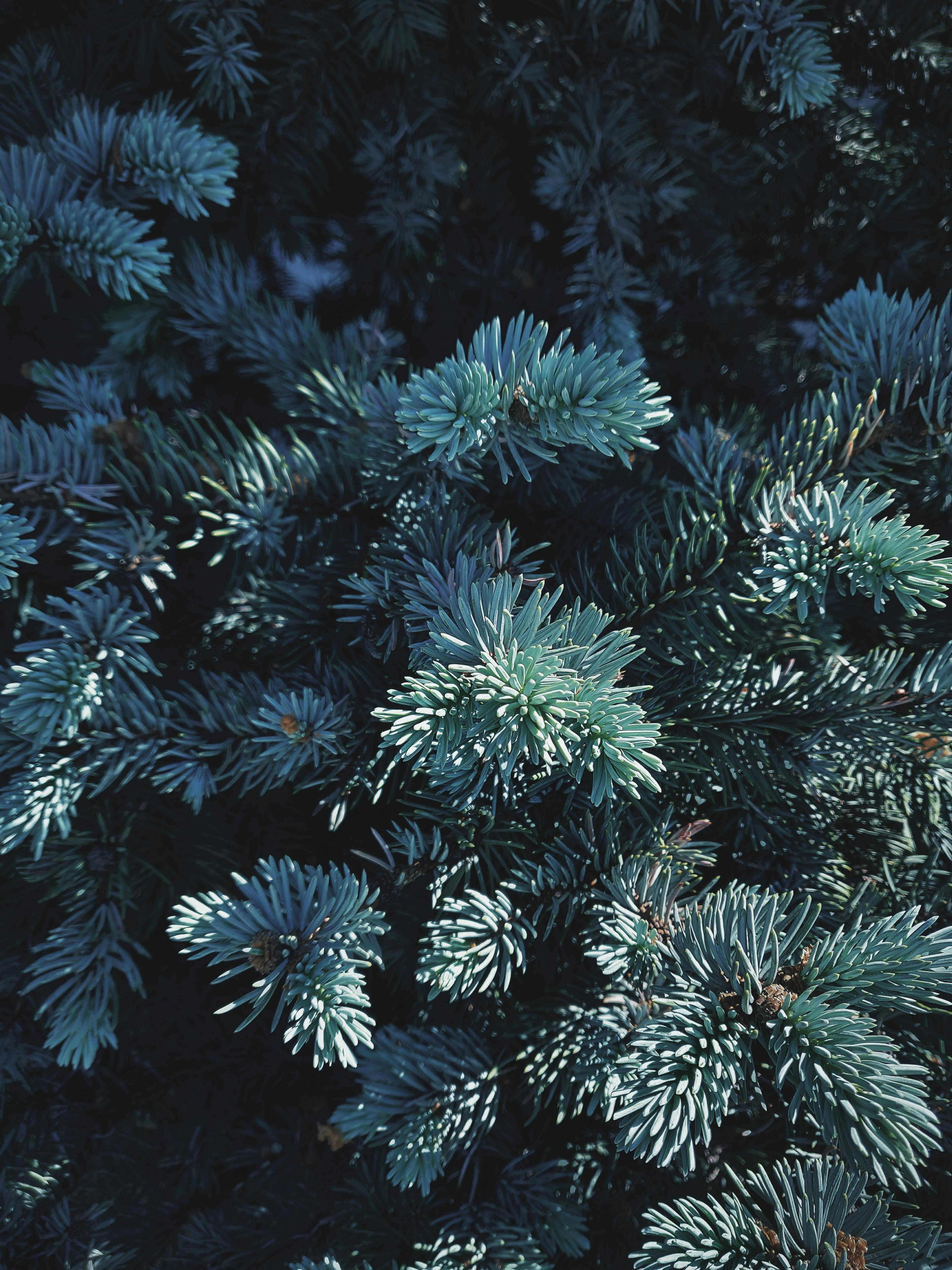 Detailed view of evergreen spruce branches with frosty green needles, showcasing winter foliage texture.