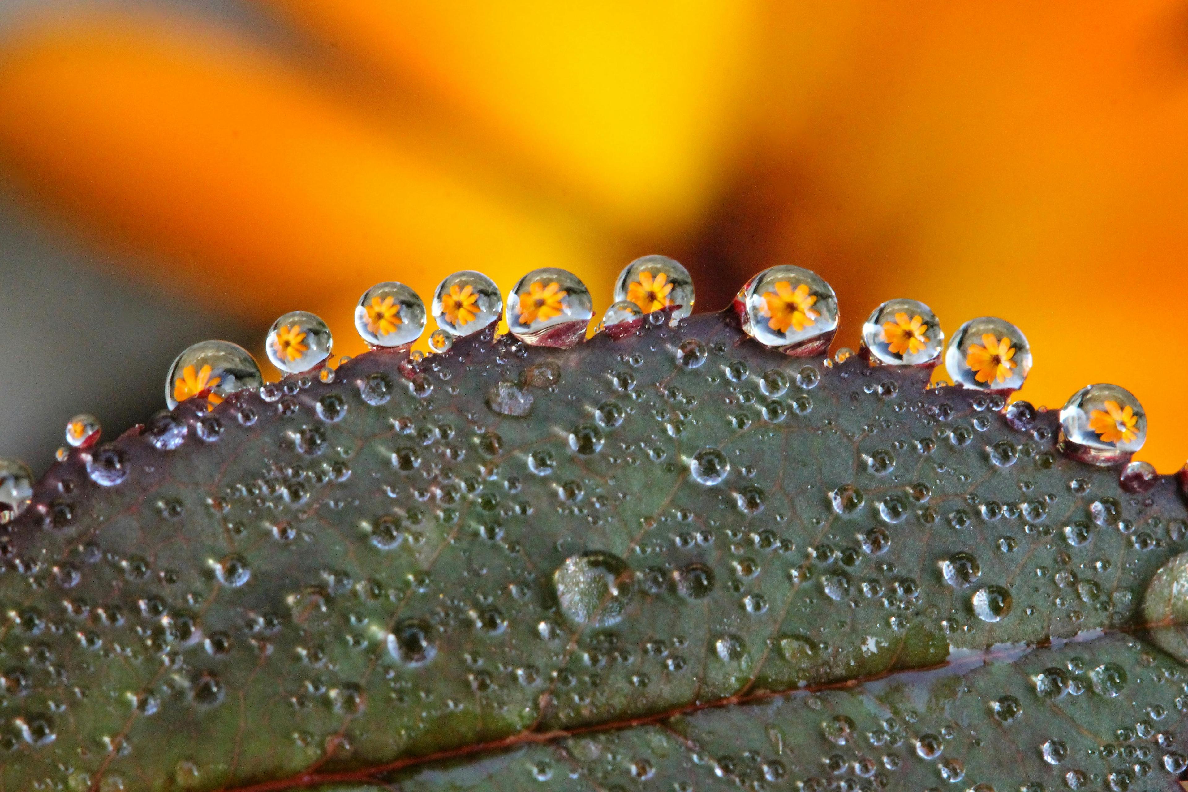 Water Dew on Green Leaf