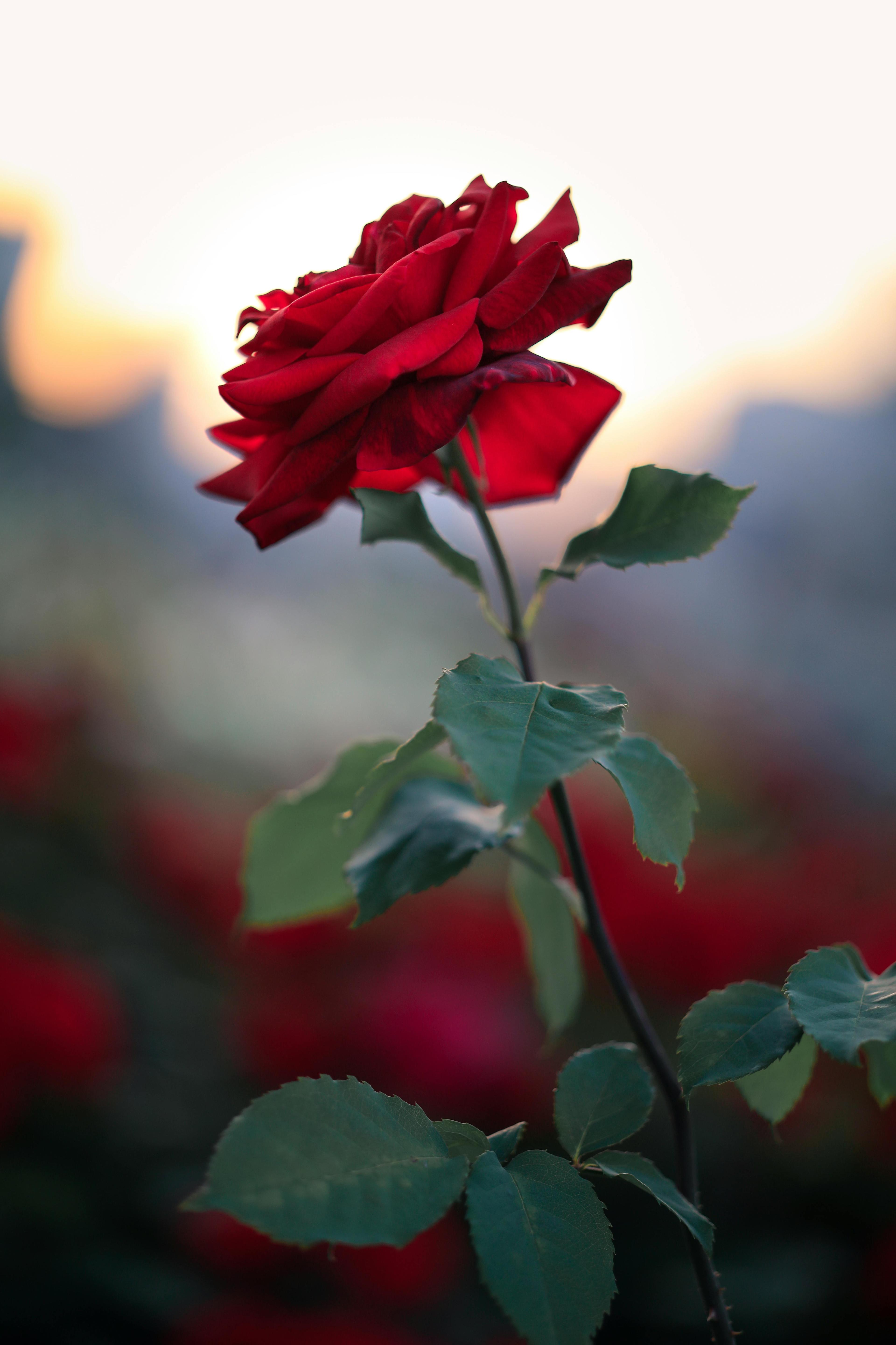 Beautiful close-up of a delicate red rose with green leaves against a soft blurred background, showcasing its natural elegance.