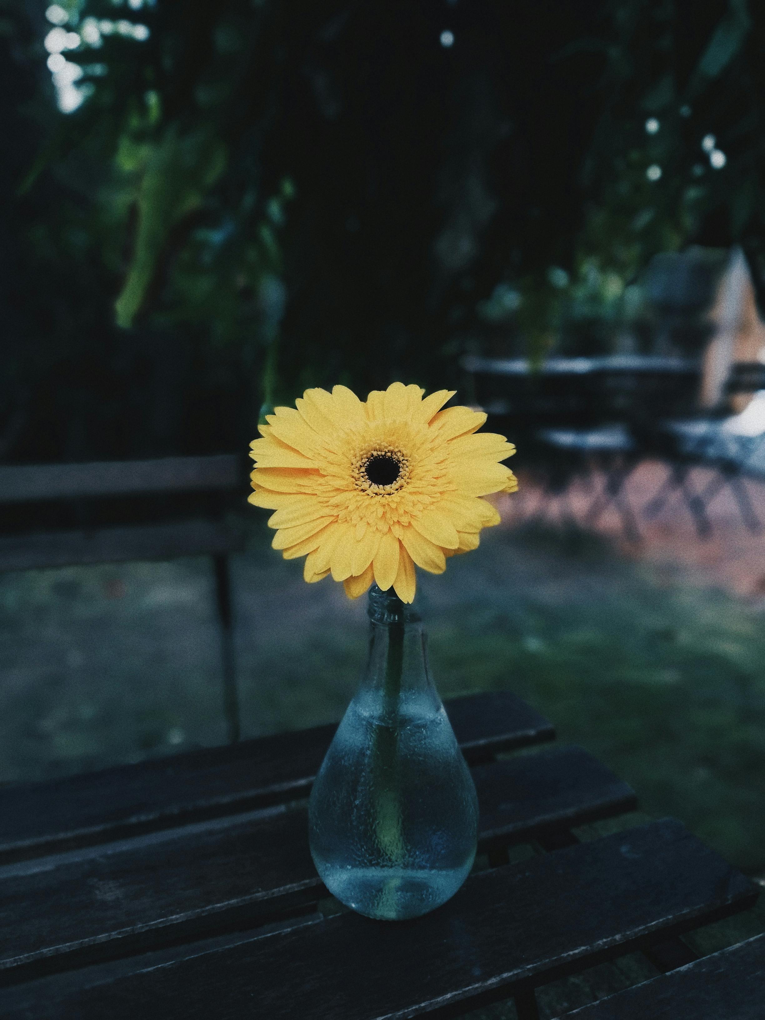 Close-Up Photo of Yellow Flower