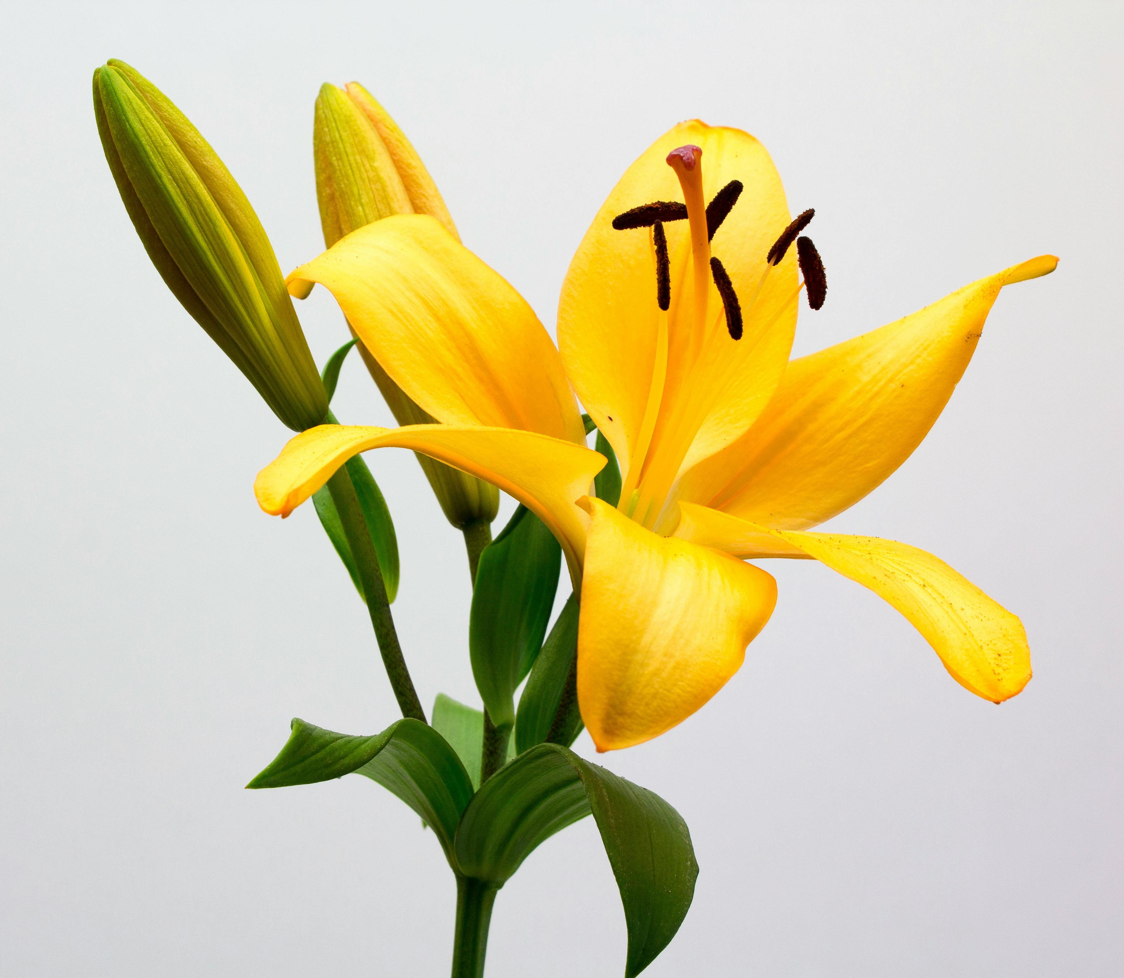 Photo of Yellow Flower