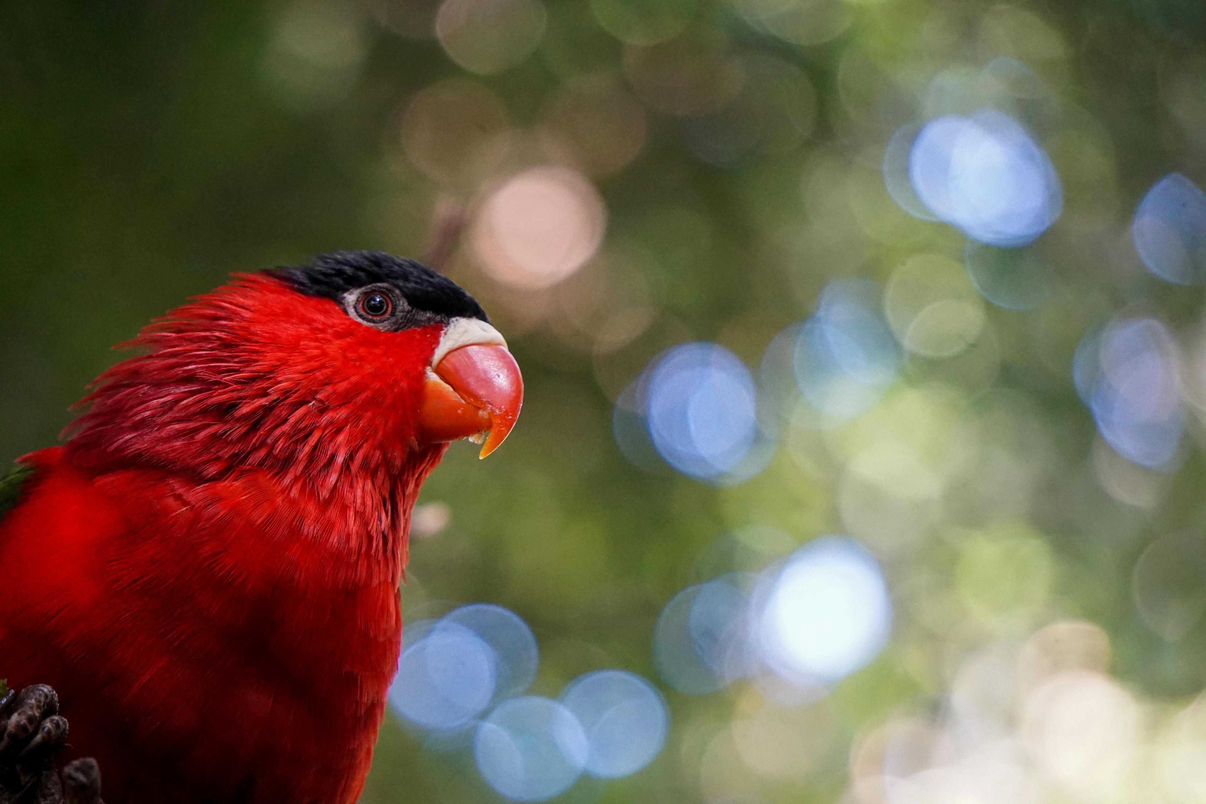 Close-up of a vibrant red parrot with blurred bokeh background, showcasing its striking colors.