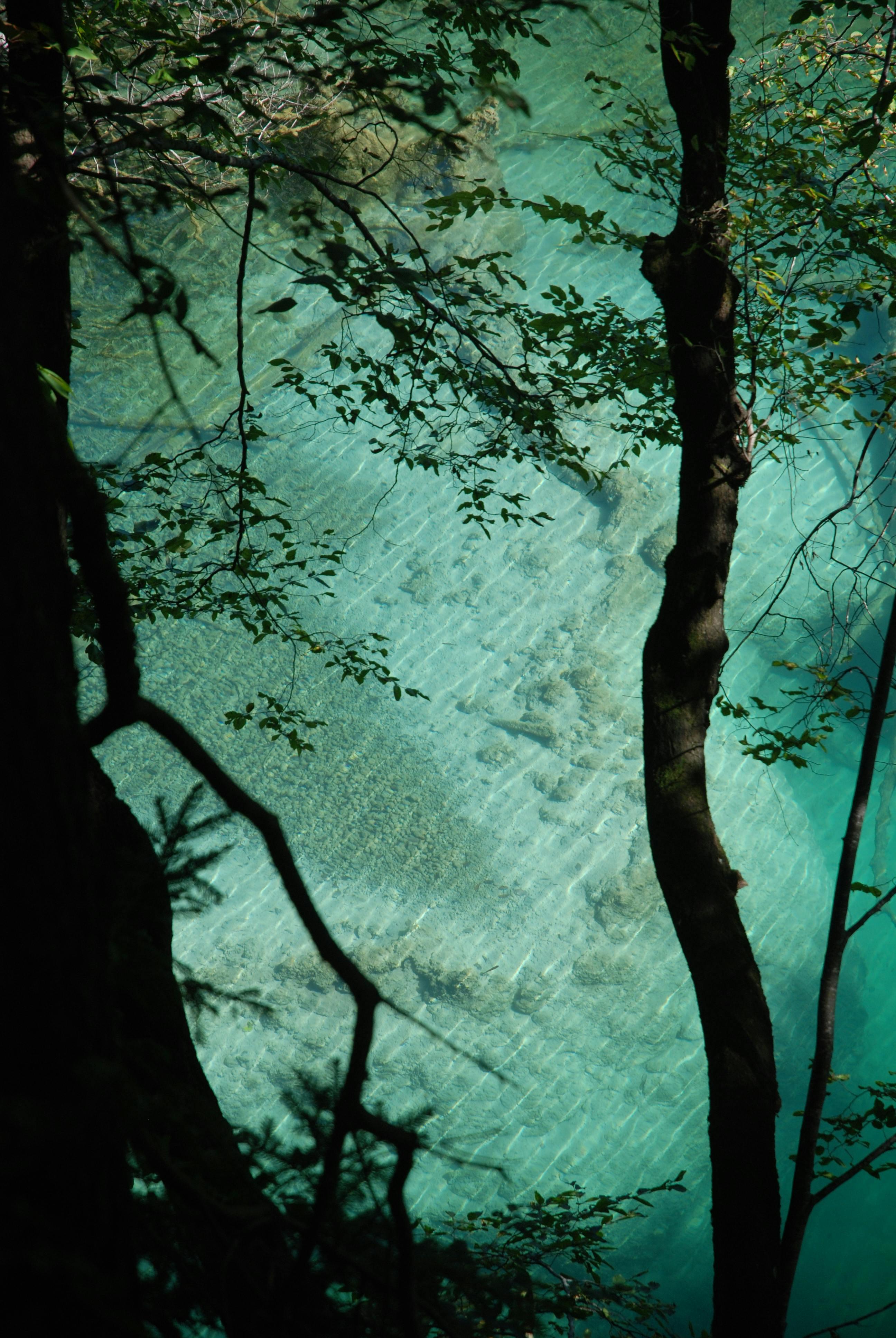 Calm turquoise lake viewed through dense branches in Croatia, capturing nature's tranquility.