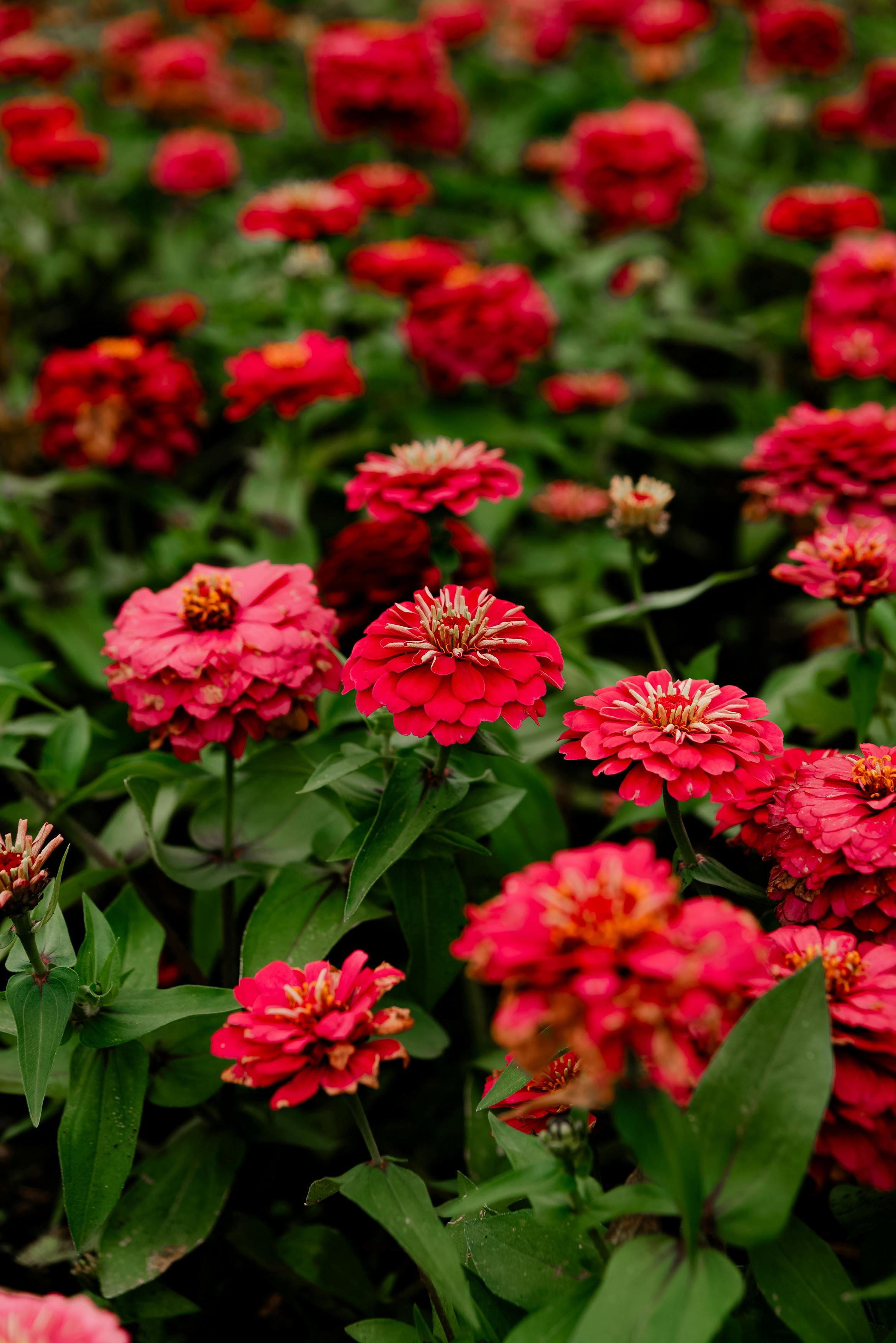 Close-up of vibrant red zinnias in a lush garden setting, showcasing floral beauty.