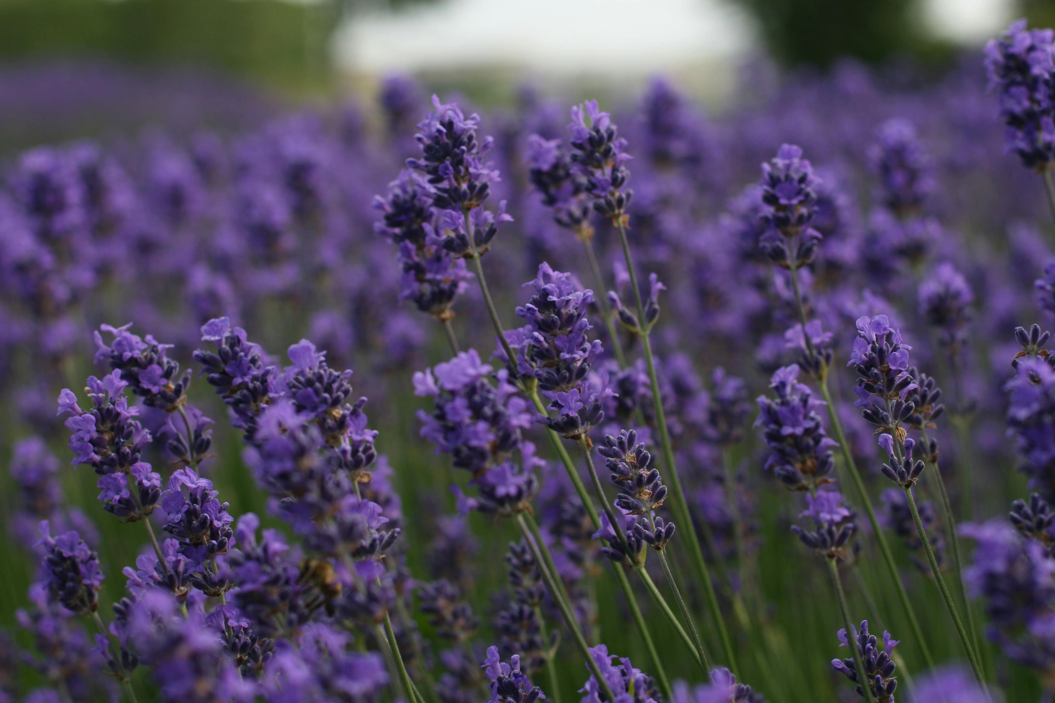 Purple Flowers in Tilt Shift Lens