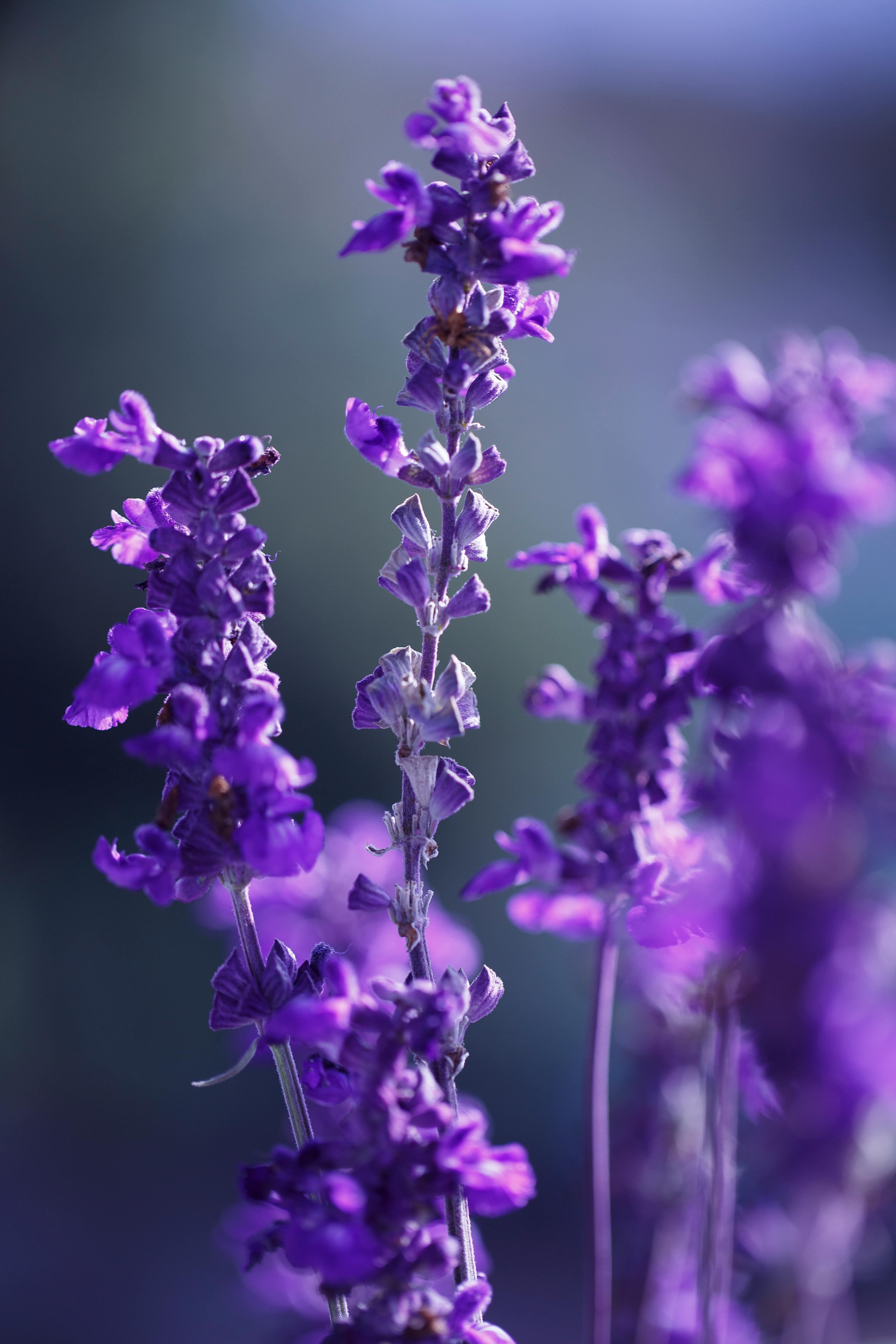 Selective Focus Photo Of Lavender Flowers