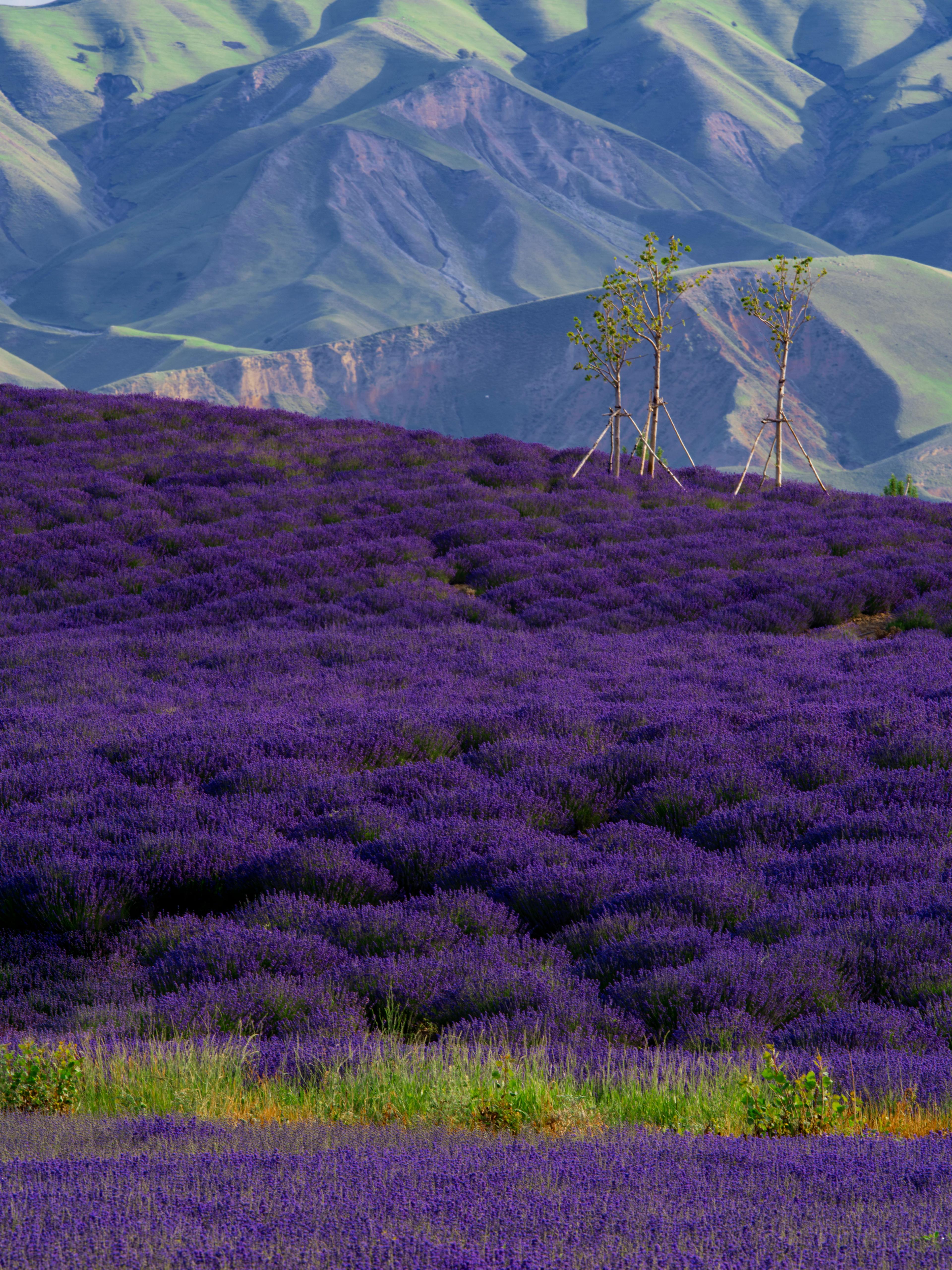 Picturesque landscape of vivid purple lavender fields located in countryside near rough mountains on sunny summer day