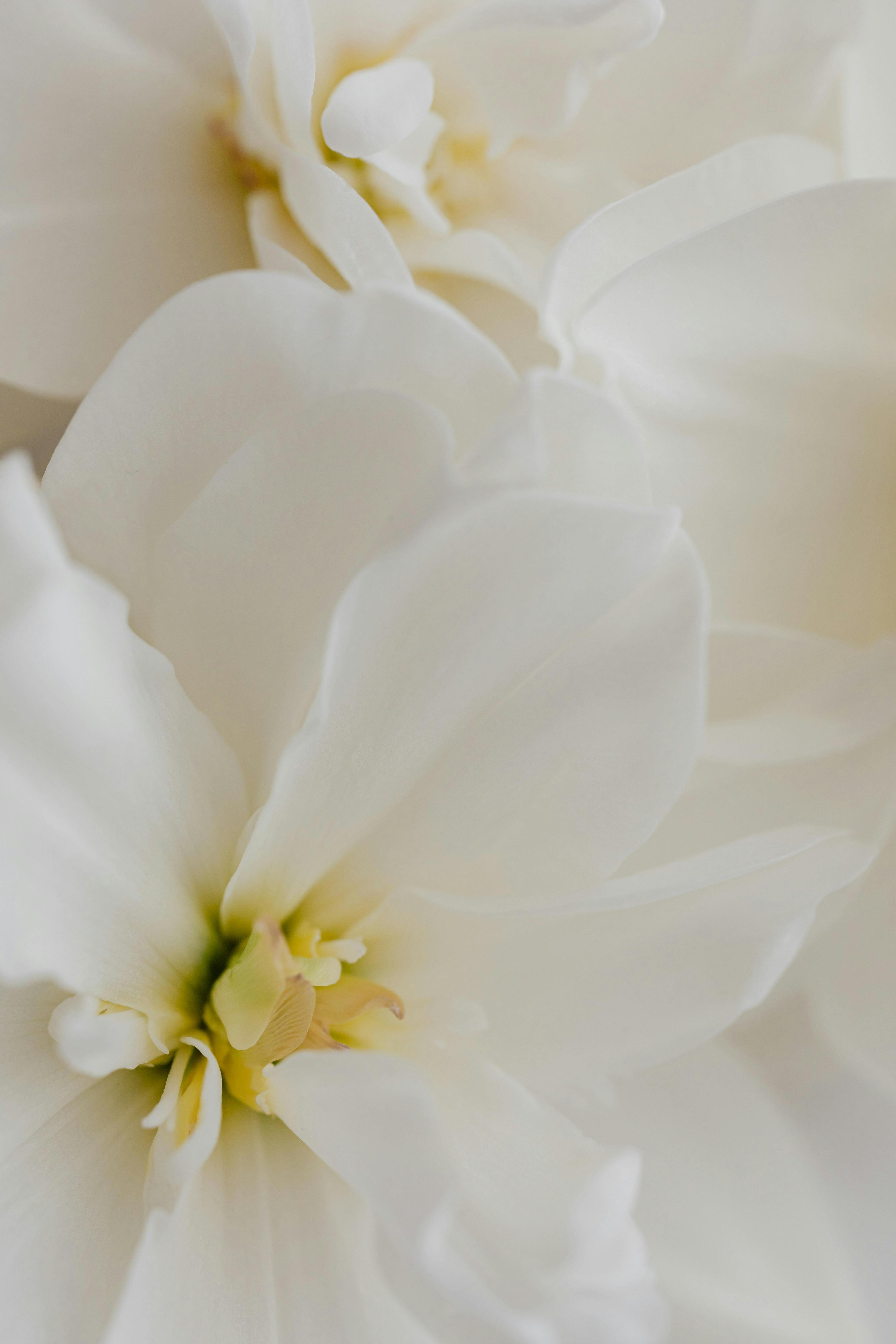 Close-up of delicate white flowers, capturing their purity and beauty with soft petals and elegant details.