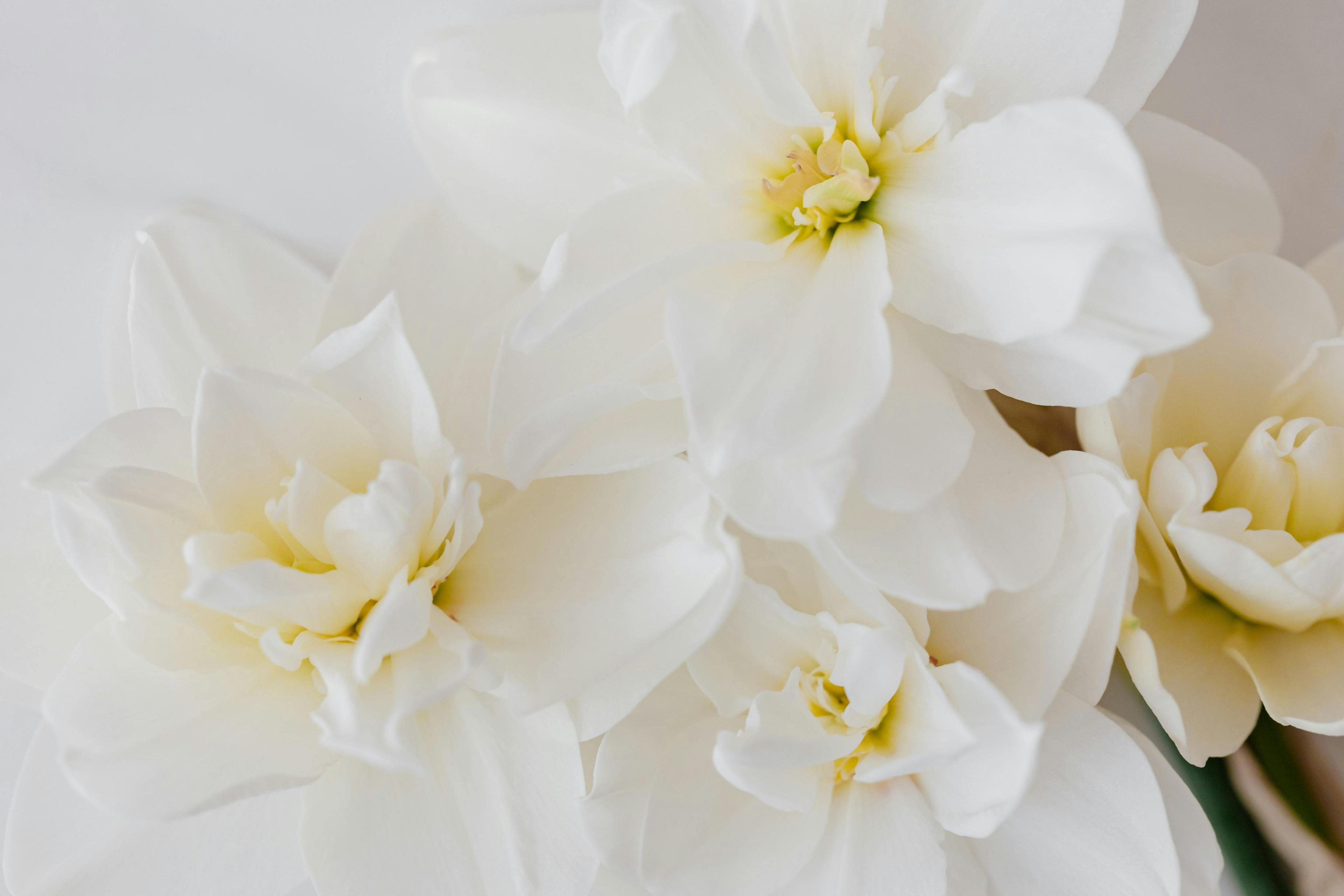 Bunch of tender white double pheasants eye flowers with yellow centers on white table