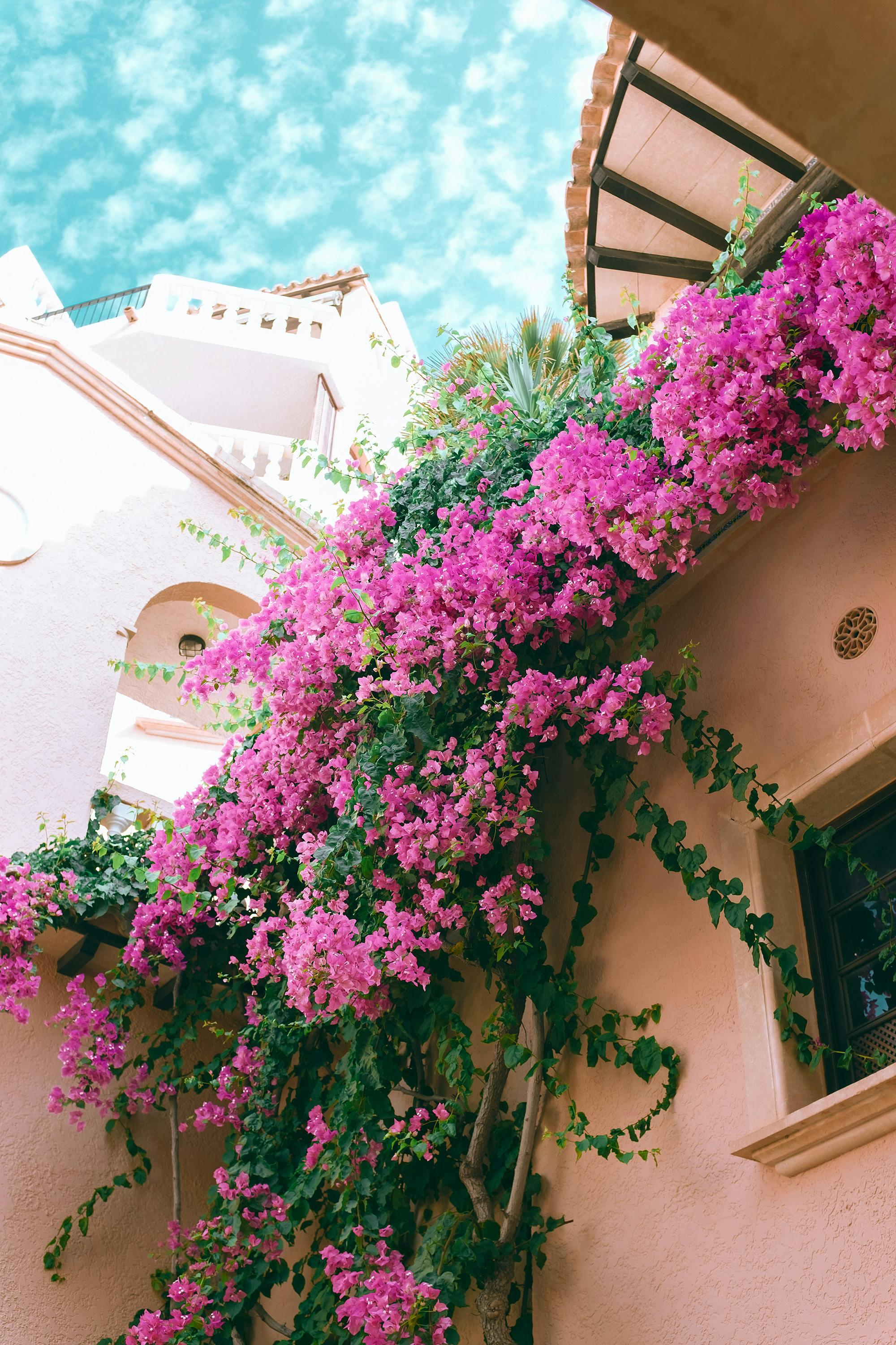 From below of lush gentle exotic great bougainvillea flowers with bright pink petals decorating wall of stylish mansion against blue sky