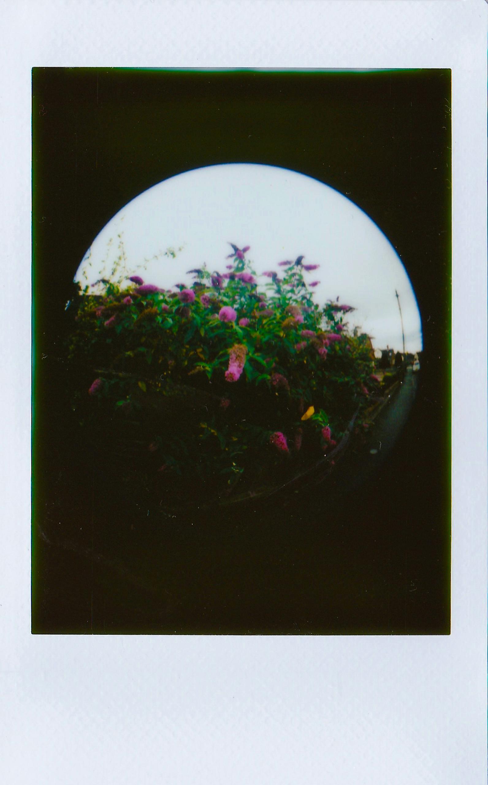 Polaroid Shot of Purple Flowers