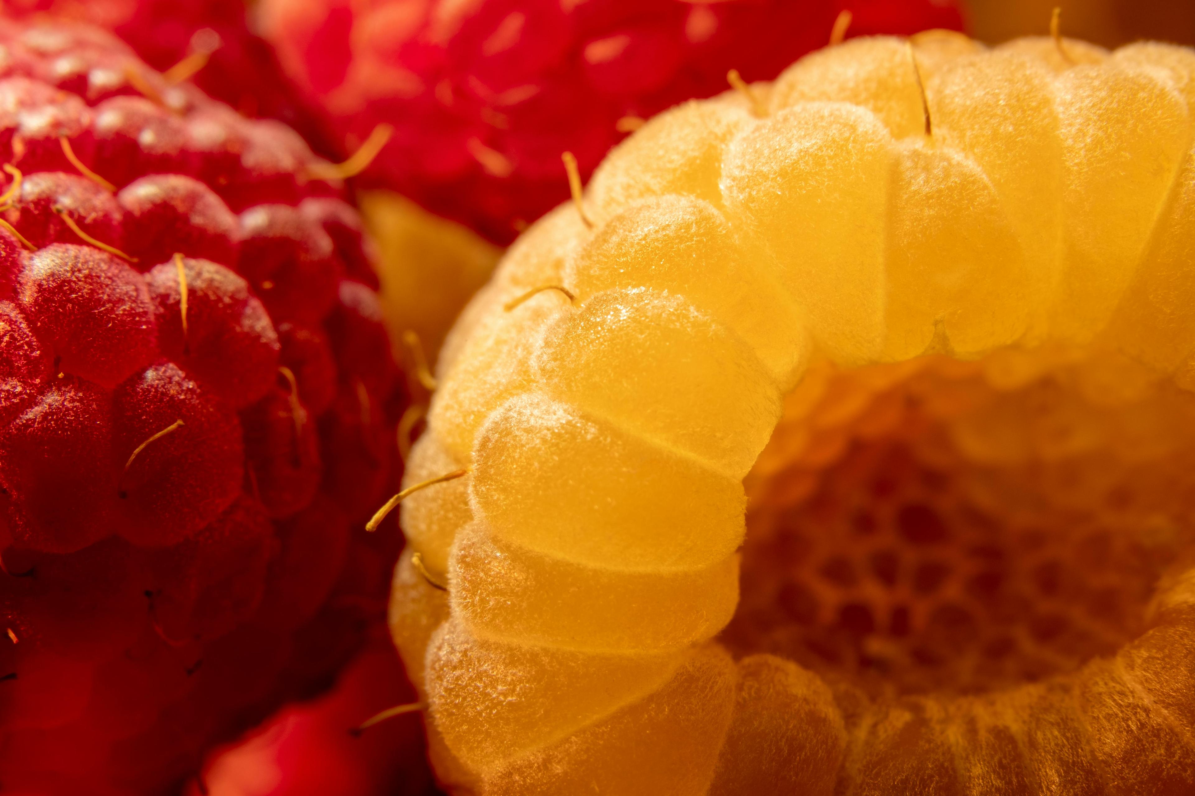 A Macro of Red and Orange Raspberries