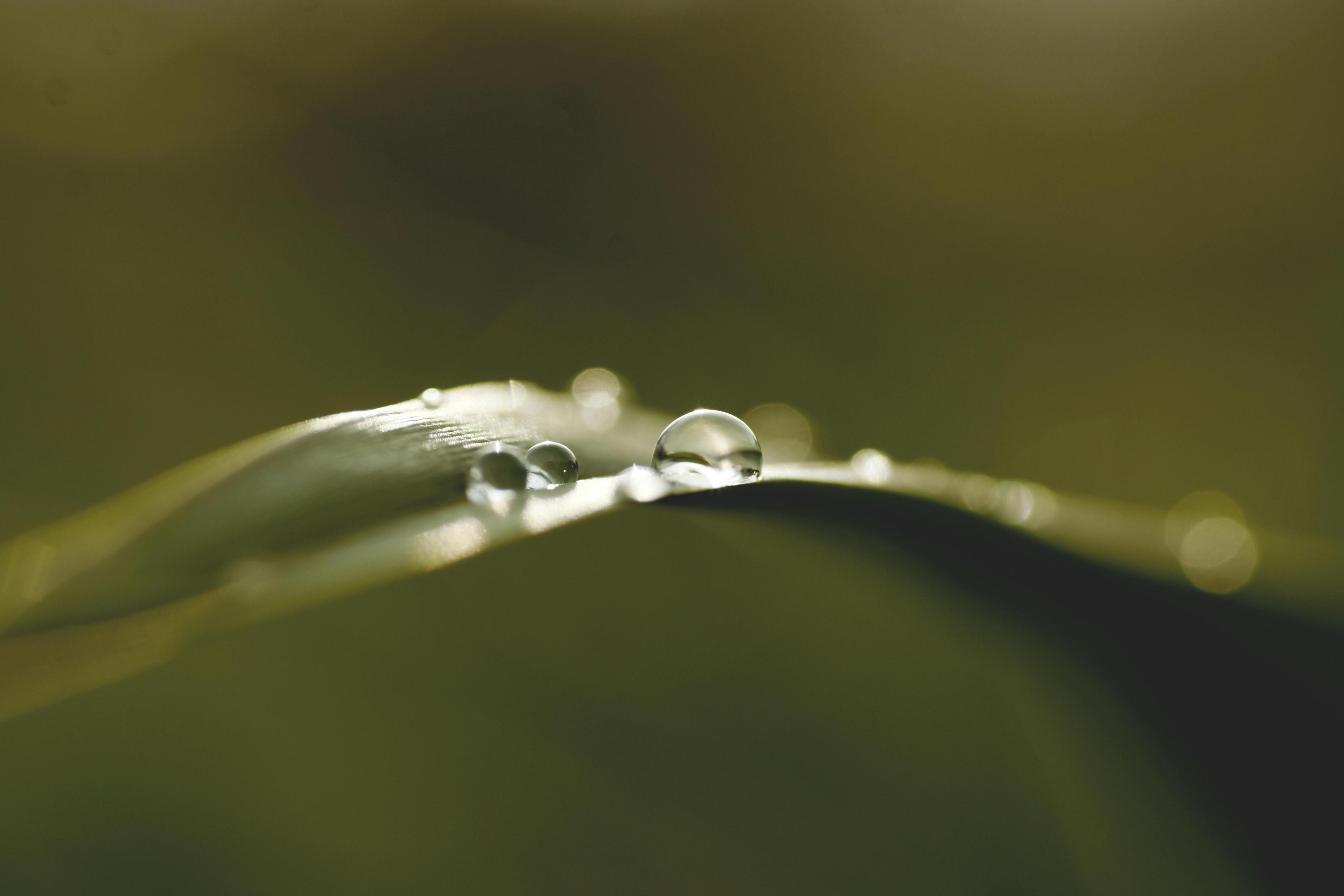 Macro Photography of Teadrop