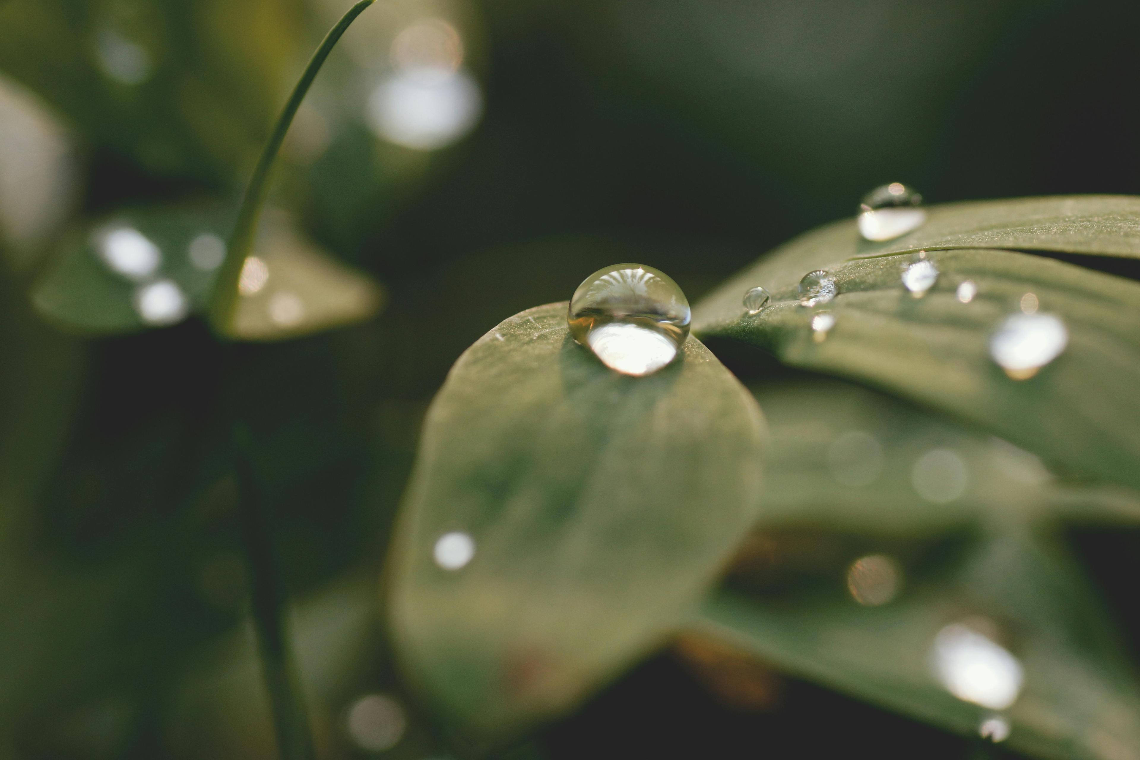 Close View of Plant With Morning Dew