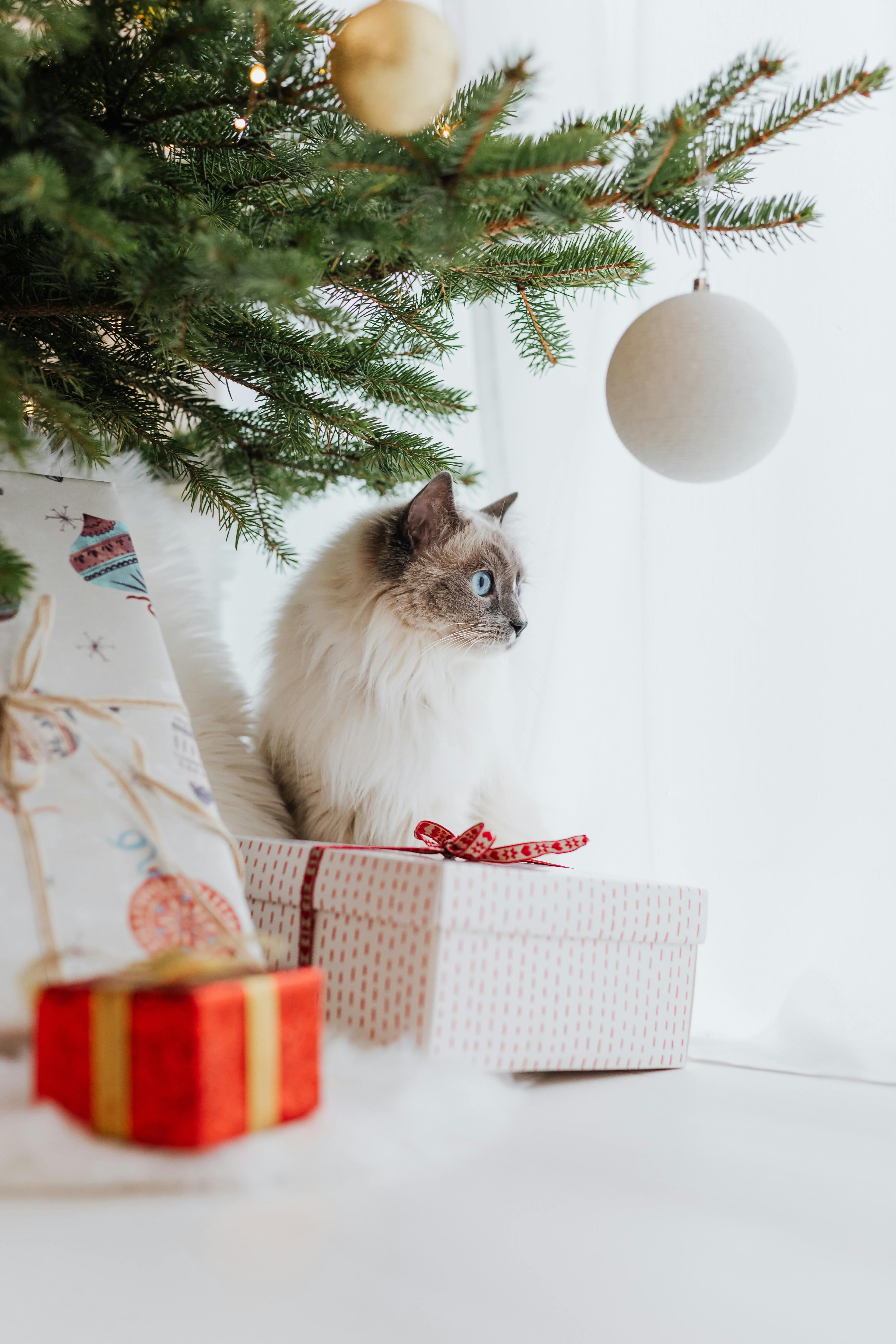 A fluffy cat sits under a Christmas tree surrounded by beautifully wrapped presents.