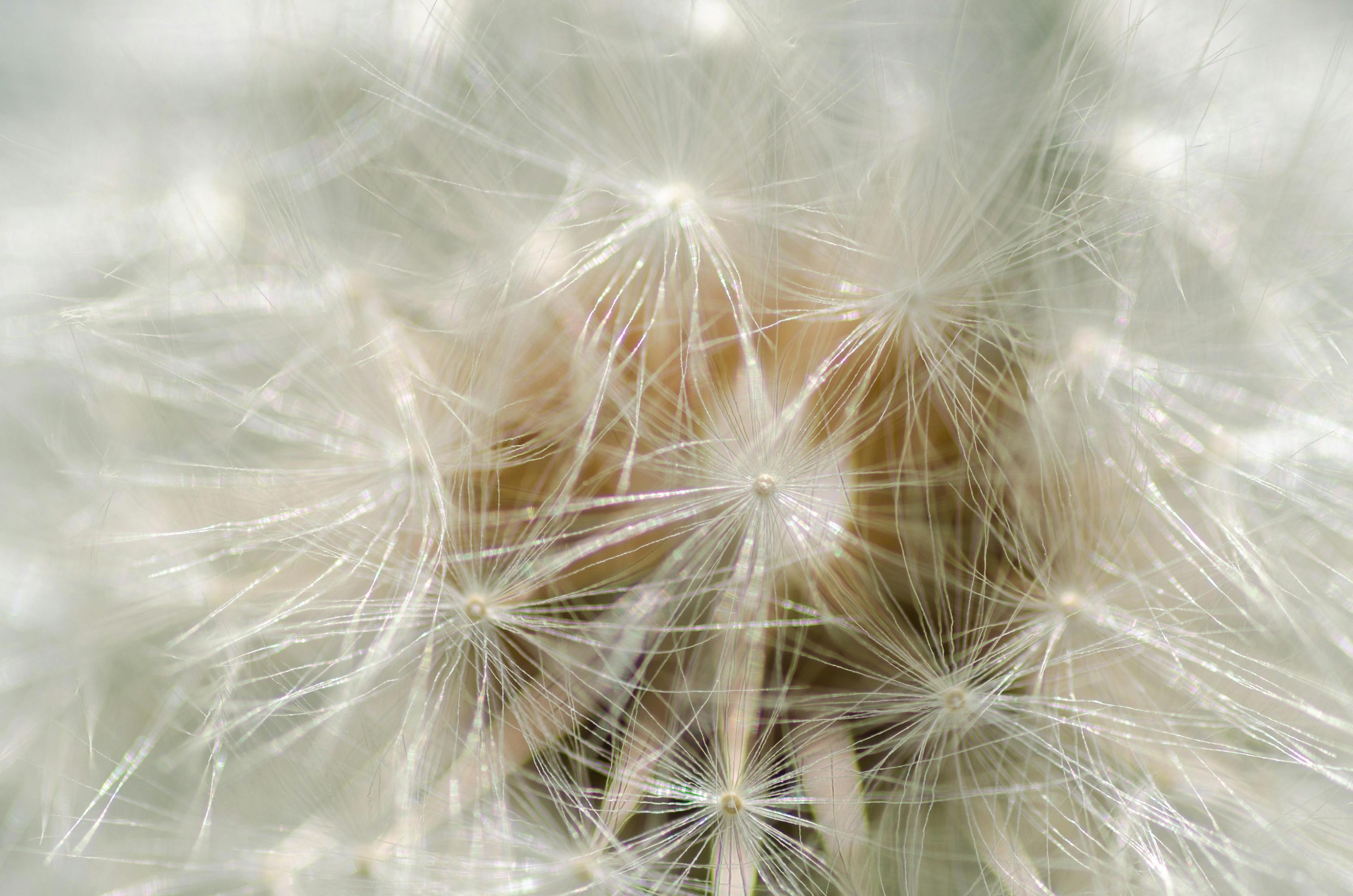Macro shot of delicate dandelion seeds showcasing intricate patterns and soft focus.