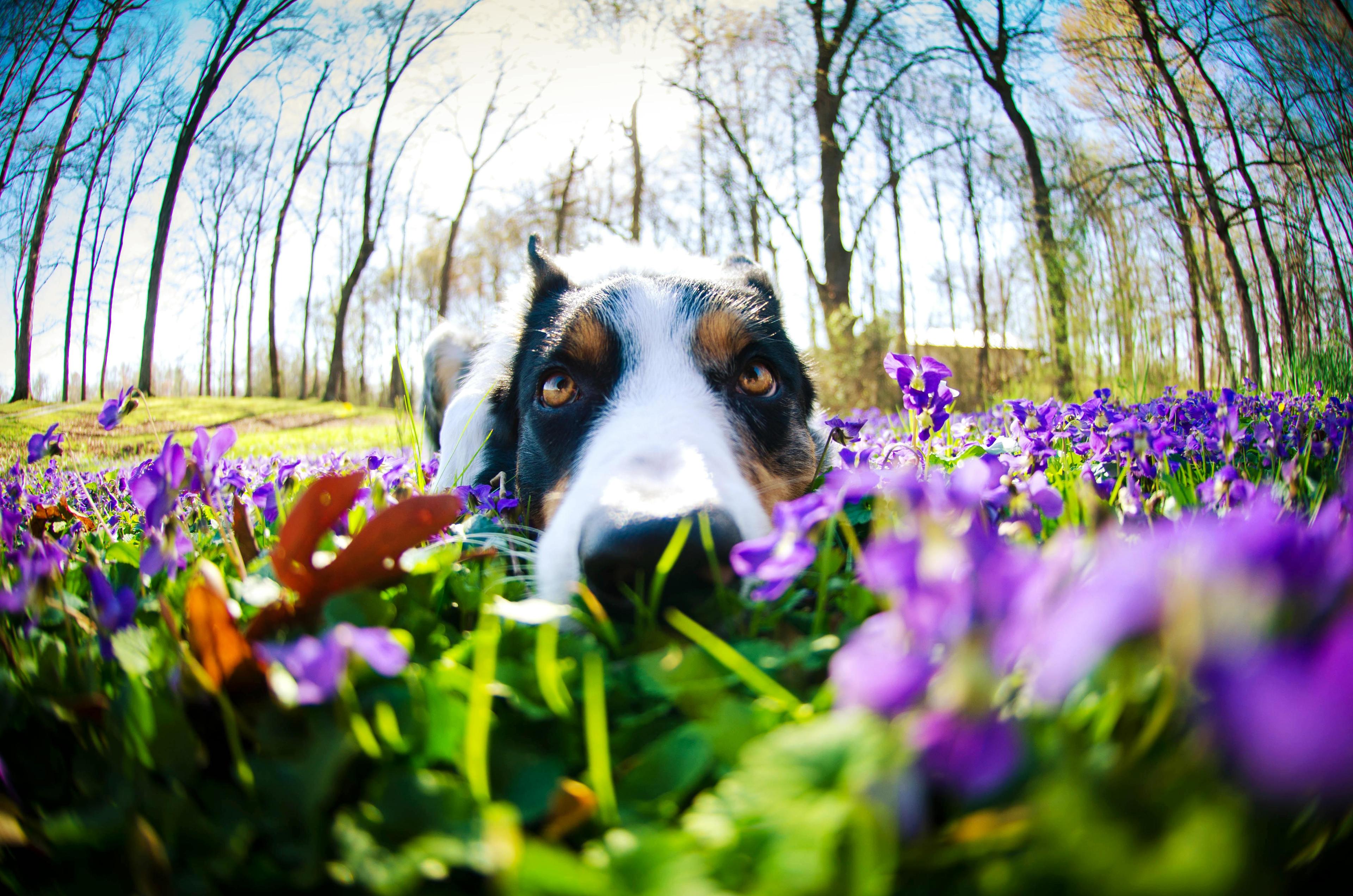 Close-Up Shot of Boarder Collie in Violet Flower Field