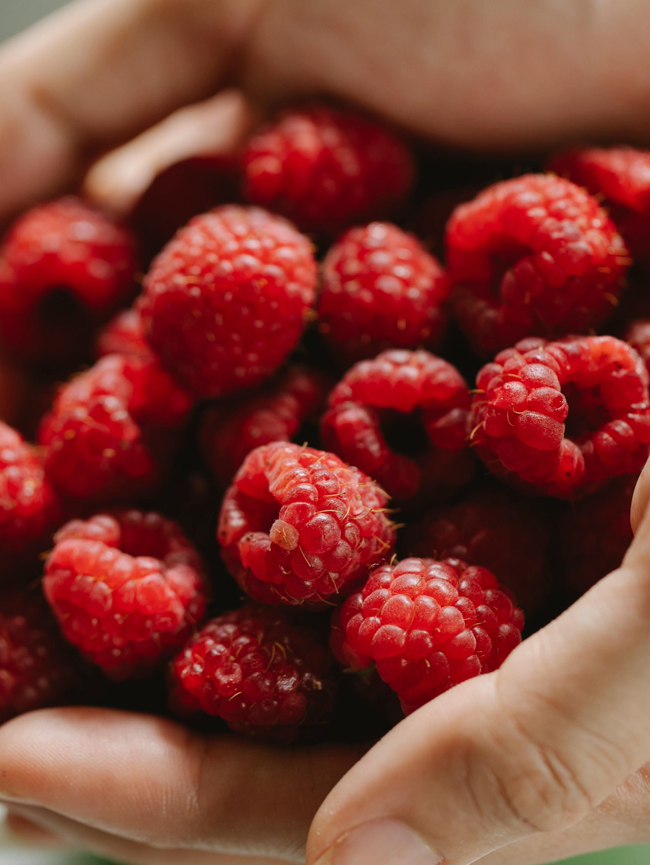 From above of anonymous person showing bunch of fresh raspberries in hands while standing in garden on sunny summer day