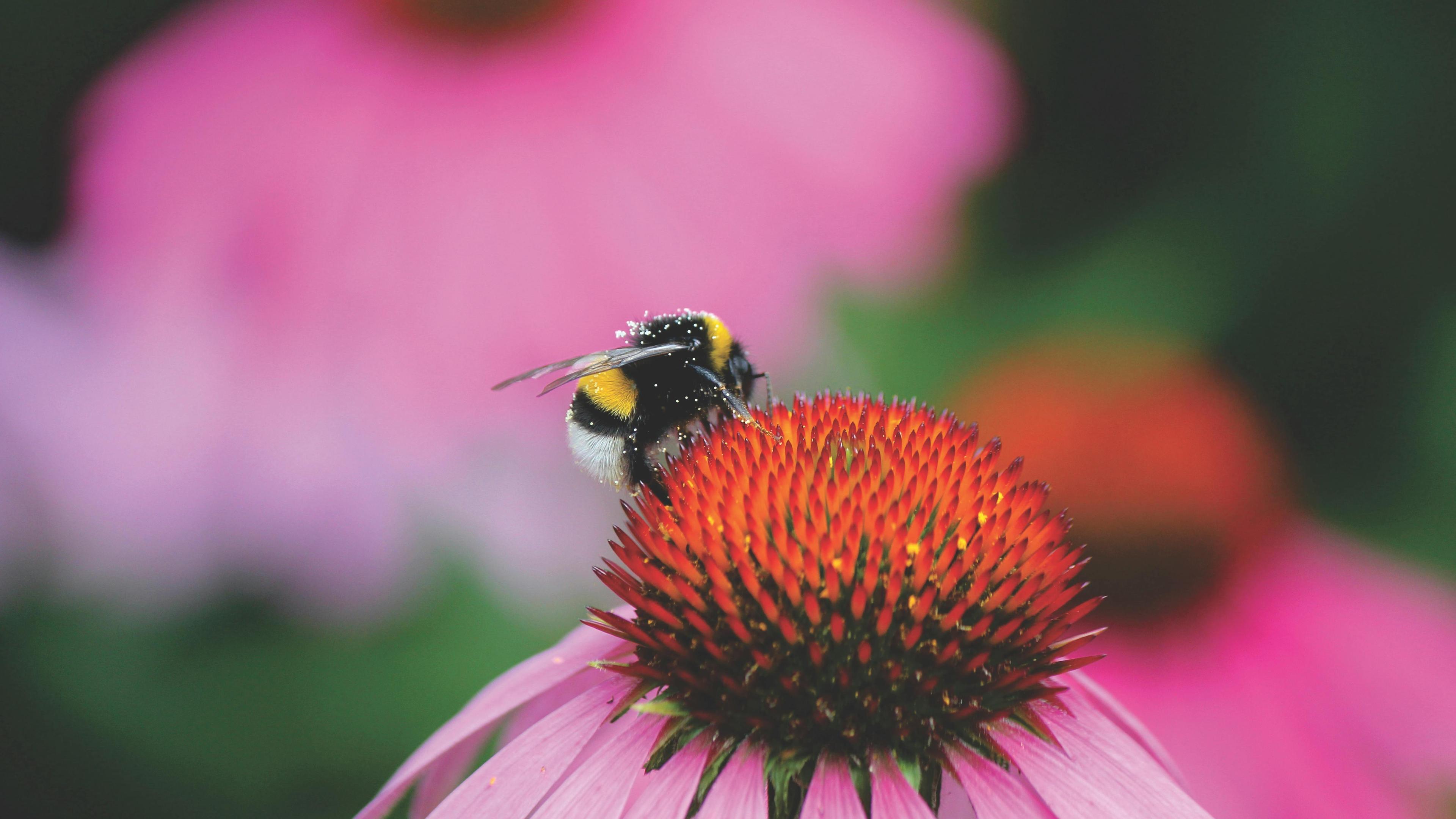 Bee on Red and Purple Flower