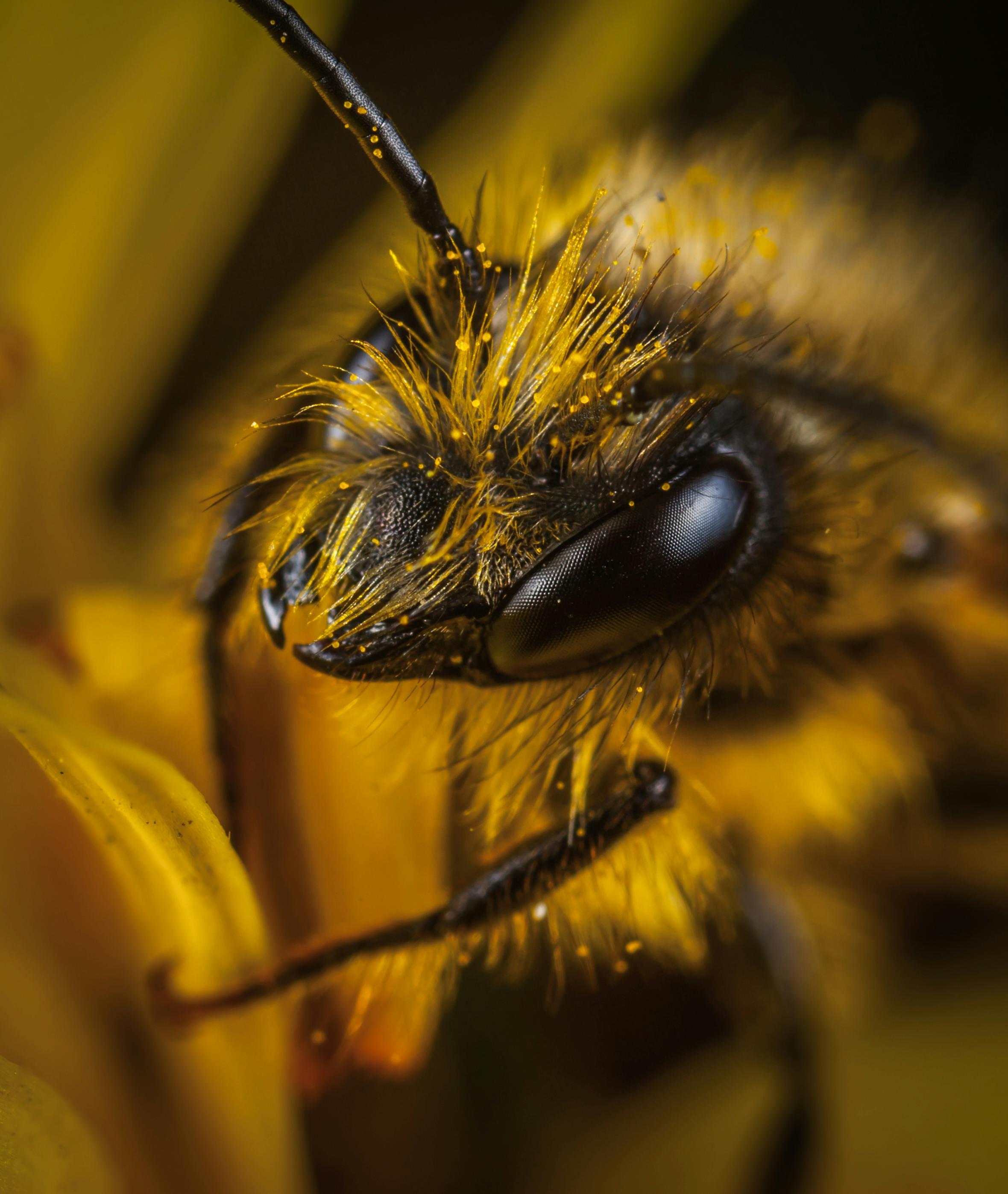 Close Up Photo of Yellow and Black Wasp