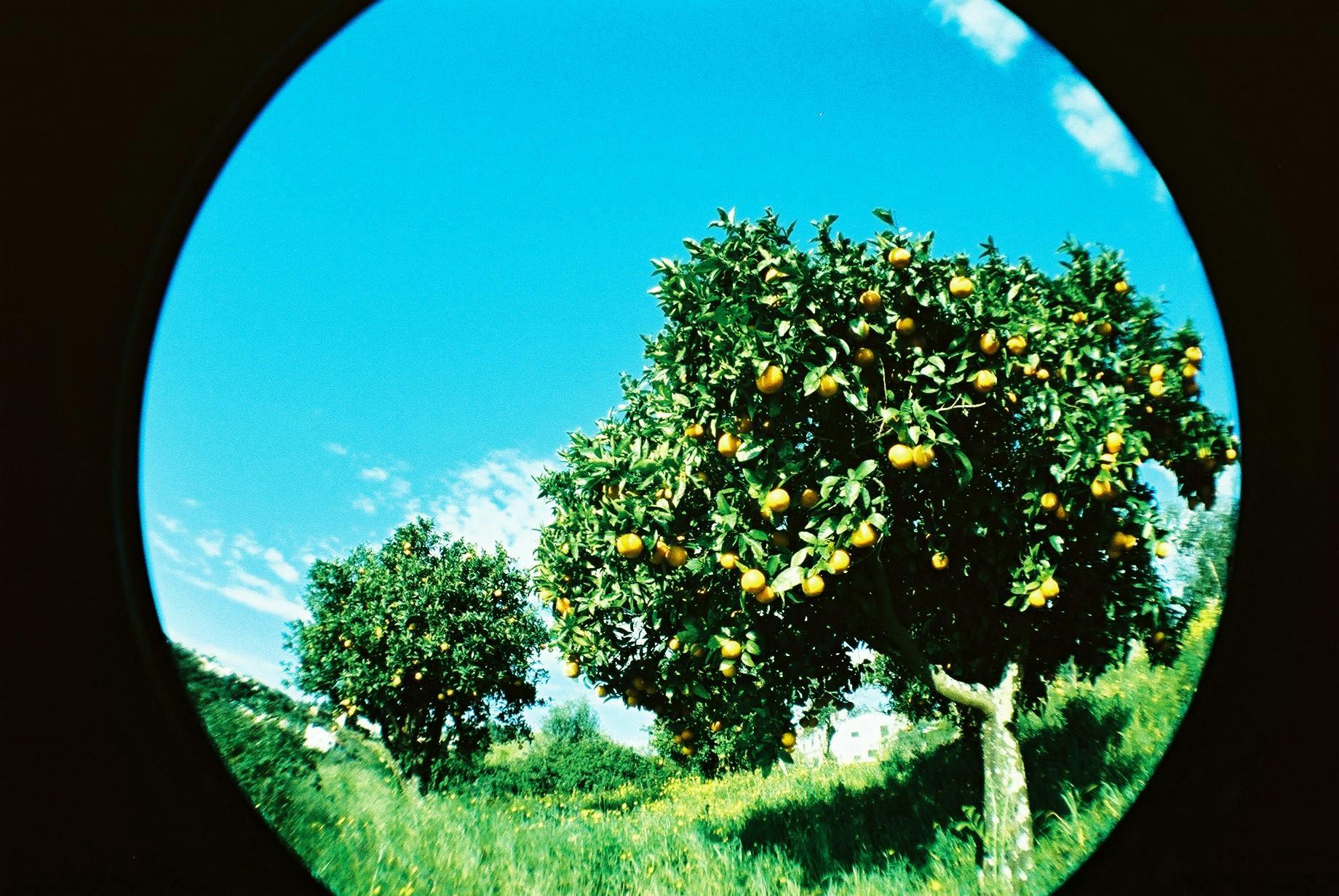 A Tree Through the Glass of a Round Window