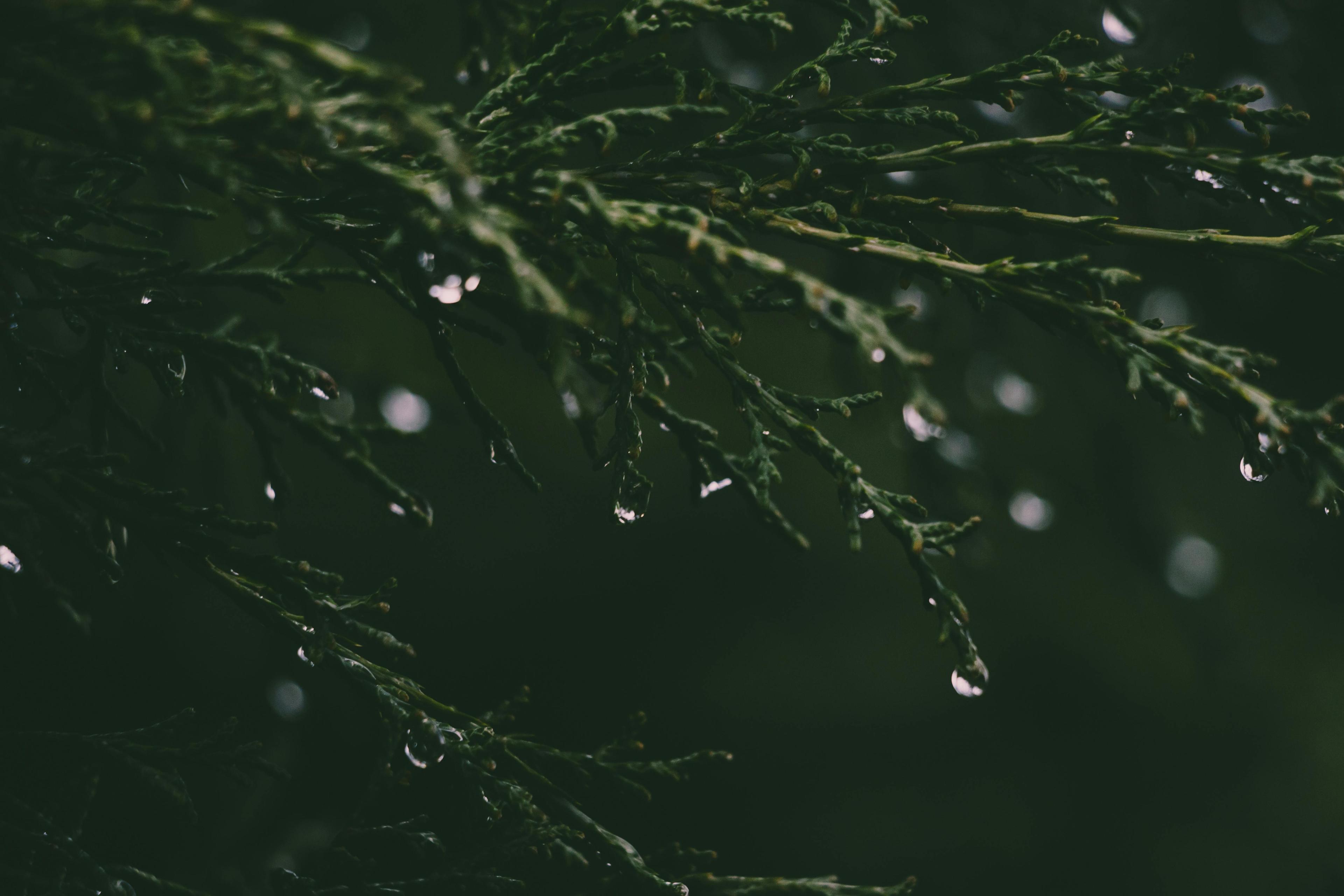 Close-up Photograph of Grass and Dew